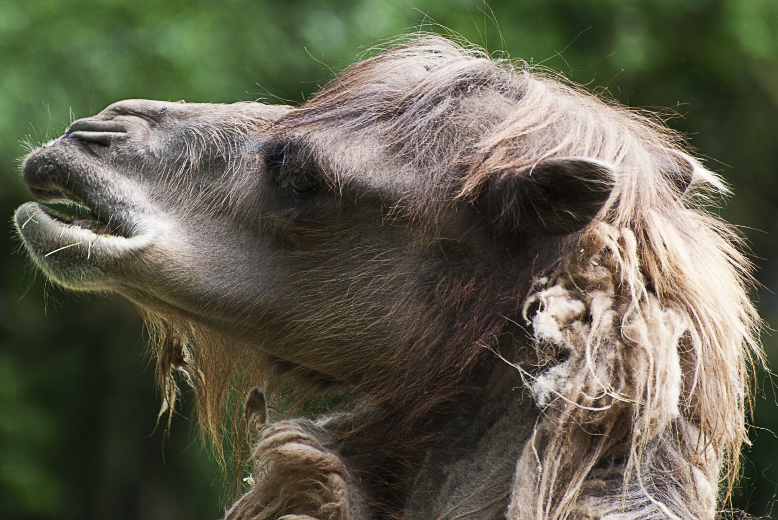 Nikon D80 sample photo. Camel, animal portrait, funny photography