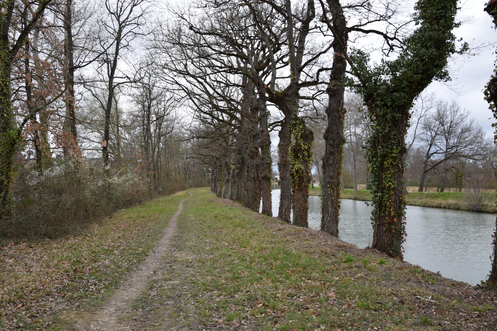 Nikon D5300 sample photo. Path, water, tree photography