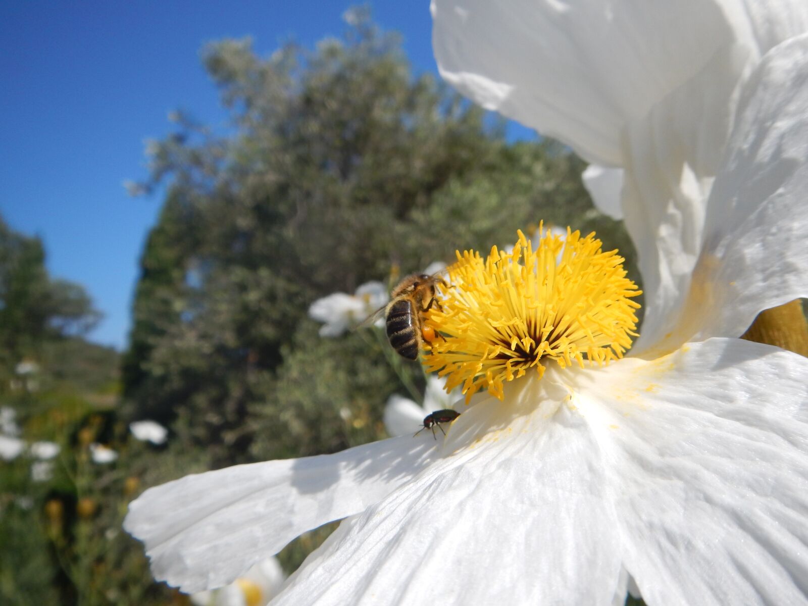 Nikon Coolpix AW110 sample photo. Bee, flower, nectar photography