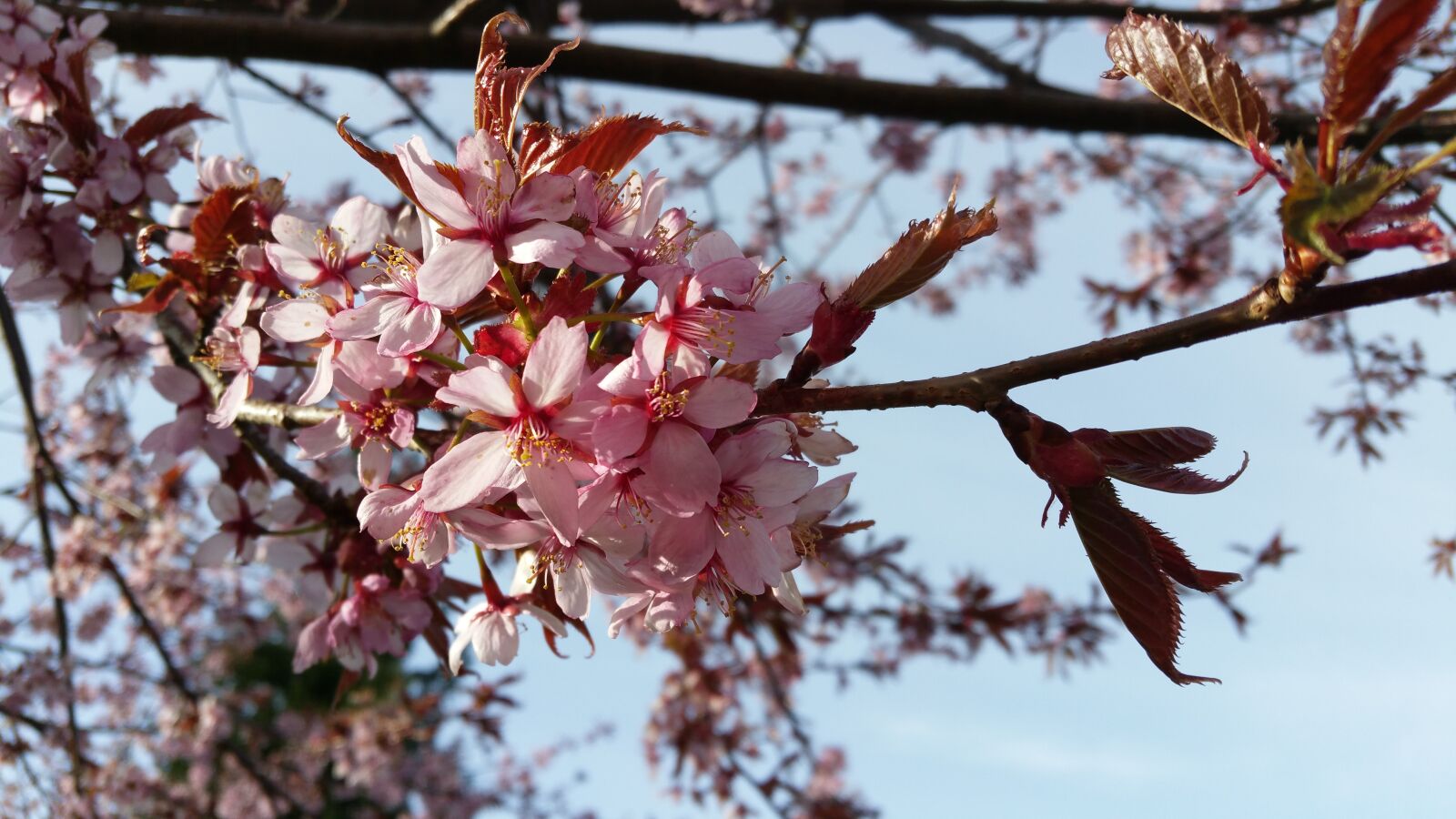 Samsung Galaxy S5 LTE-A sample photo. Japanese cherry, cherry, flowers photography