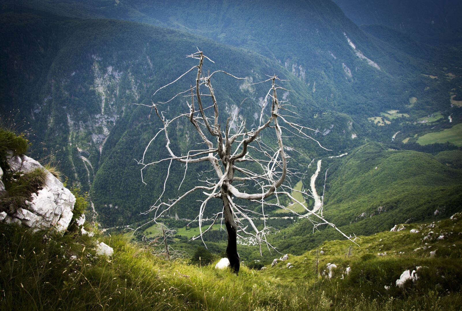 Nikon D7200 sample photo. Tree, dead, alone photography