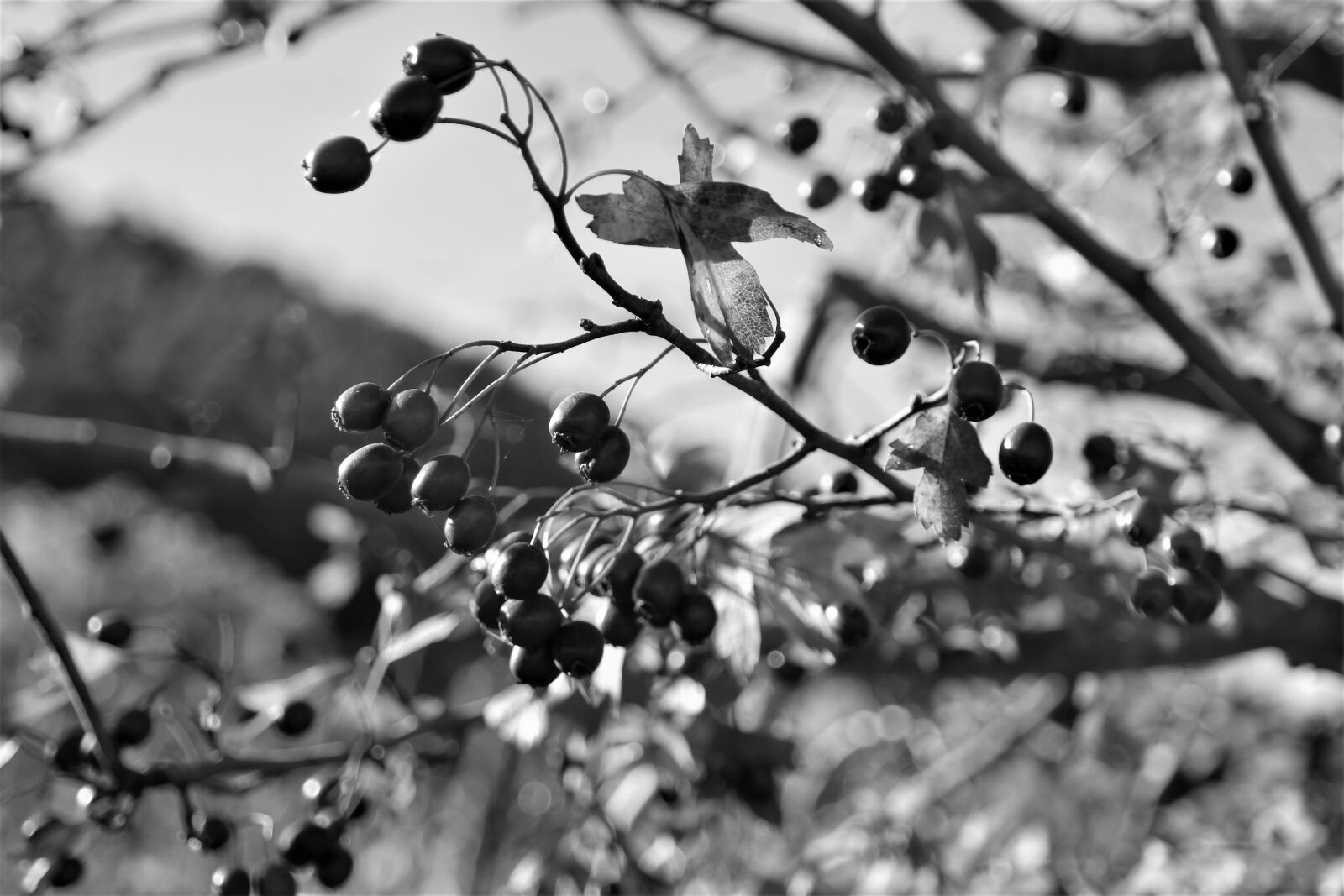 Samsung NX30 + NX 18-55mm F3.5-5.6 sample photo. Fruits, autumn, nature photography