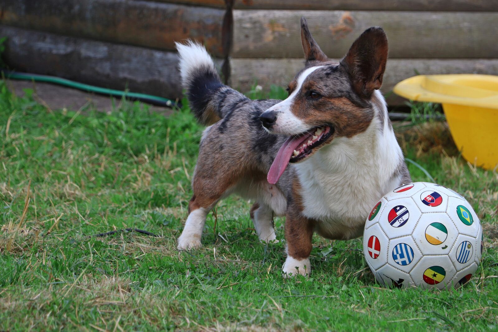 Canon EOS 200D (EOS Rebel SL2 / EOS Kiss X9) sample photo. Corgi, dog, football photography
