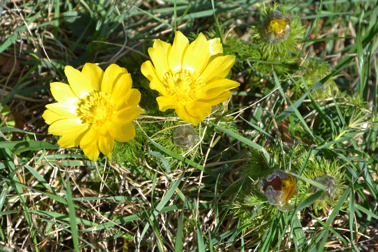 Nikon D3100 sample photo. Flower, yellow, spring adonis photography