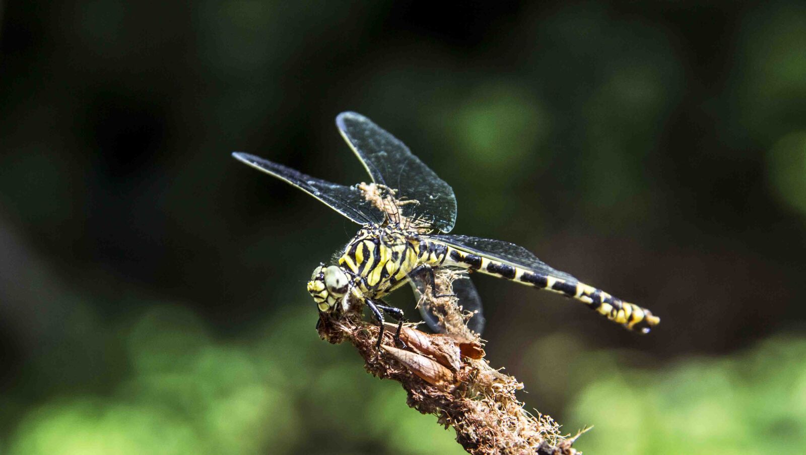 Canon EF-S 18-200mm F3.5-5.6 IS sample photo. Dragonfly, tiger photography