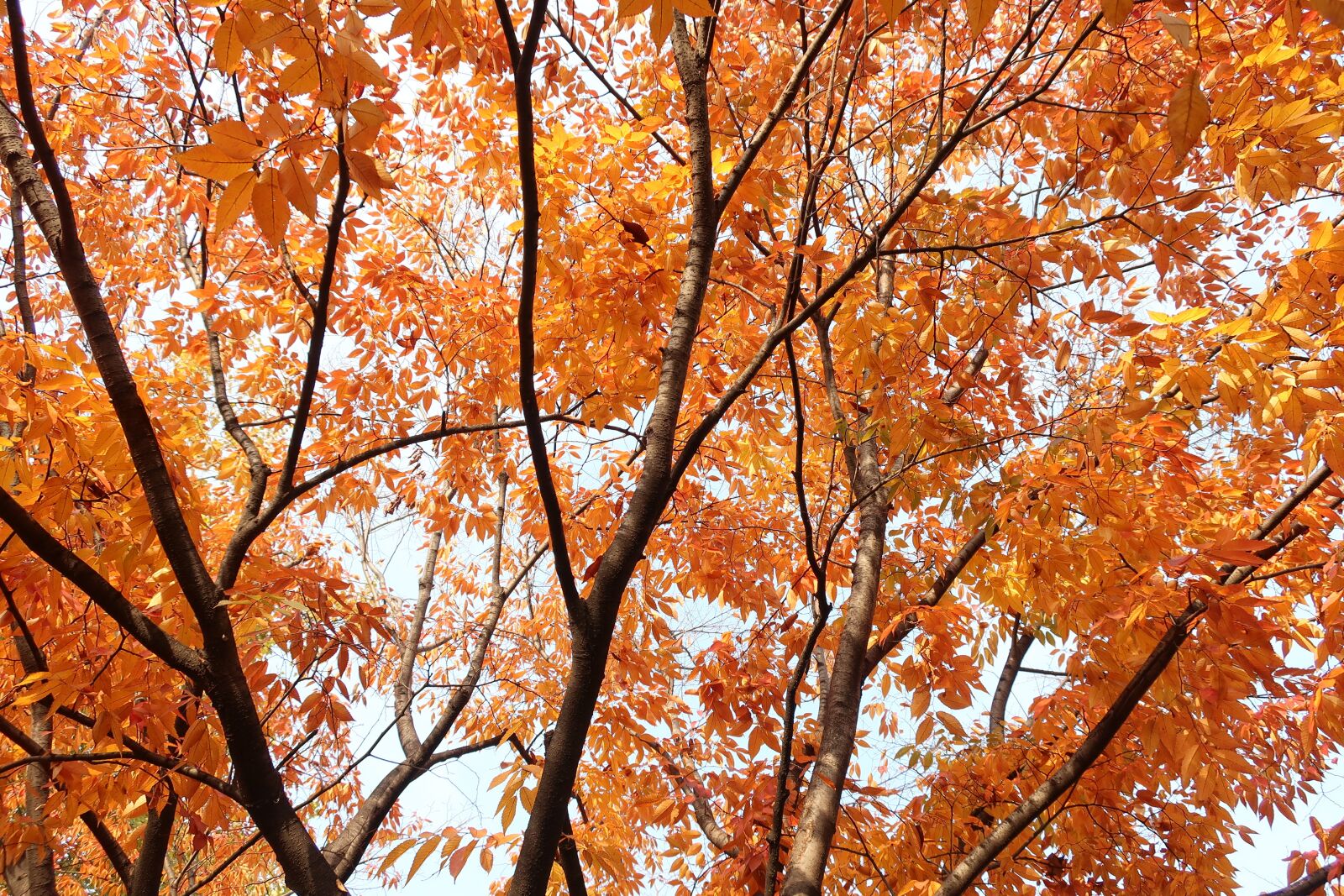 Canon PowerShot G9 X Mark II sample photo. Autumn, autumn leaves, twig photography