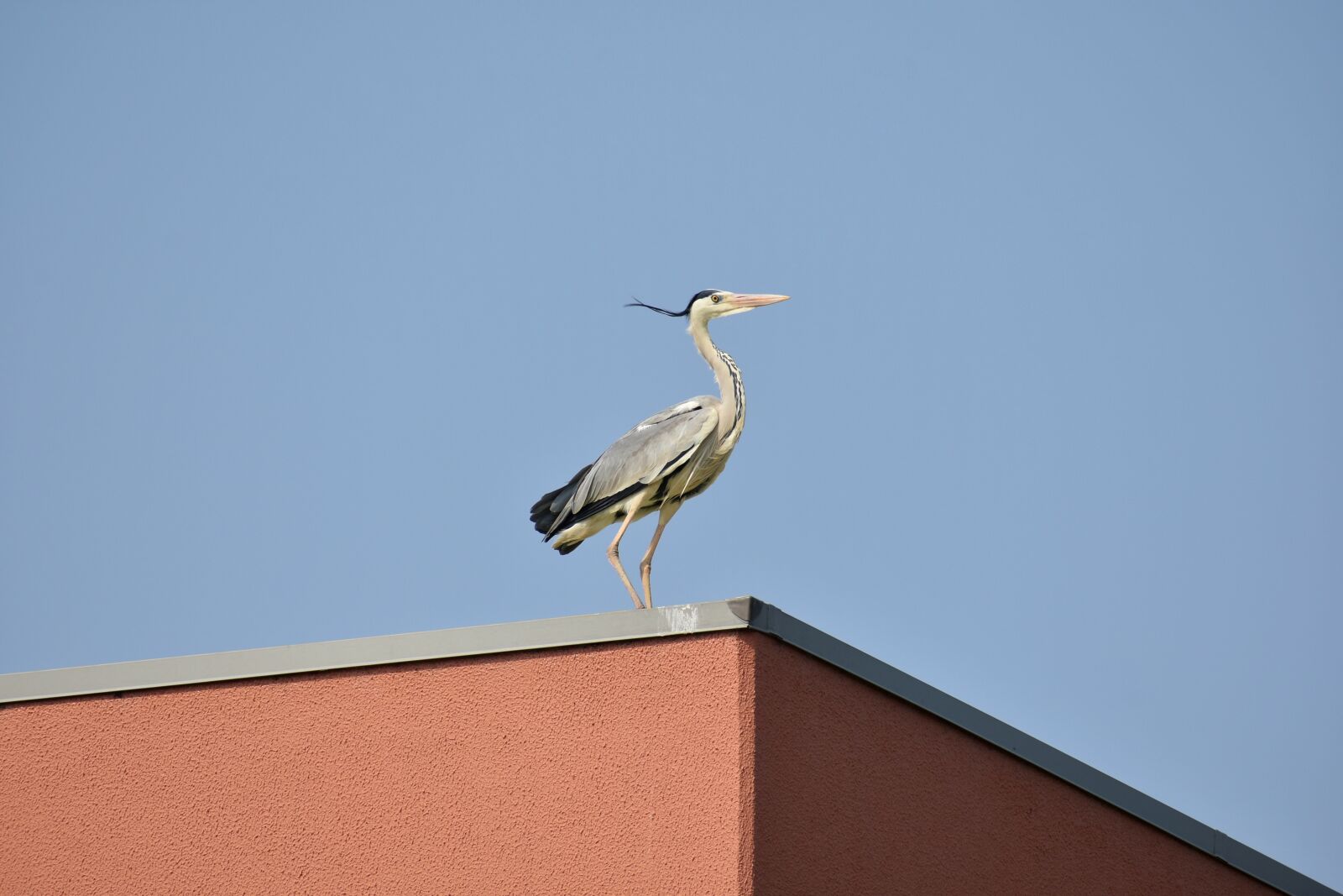 Nikon D7200 sample photo. Animal, sky, bird photography