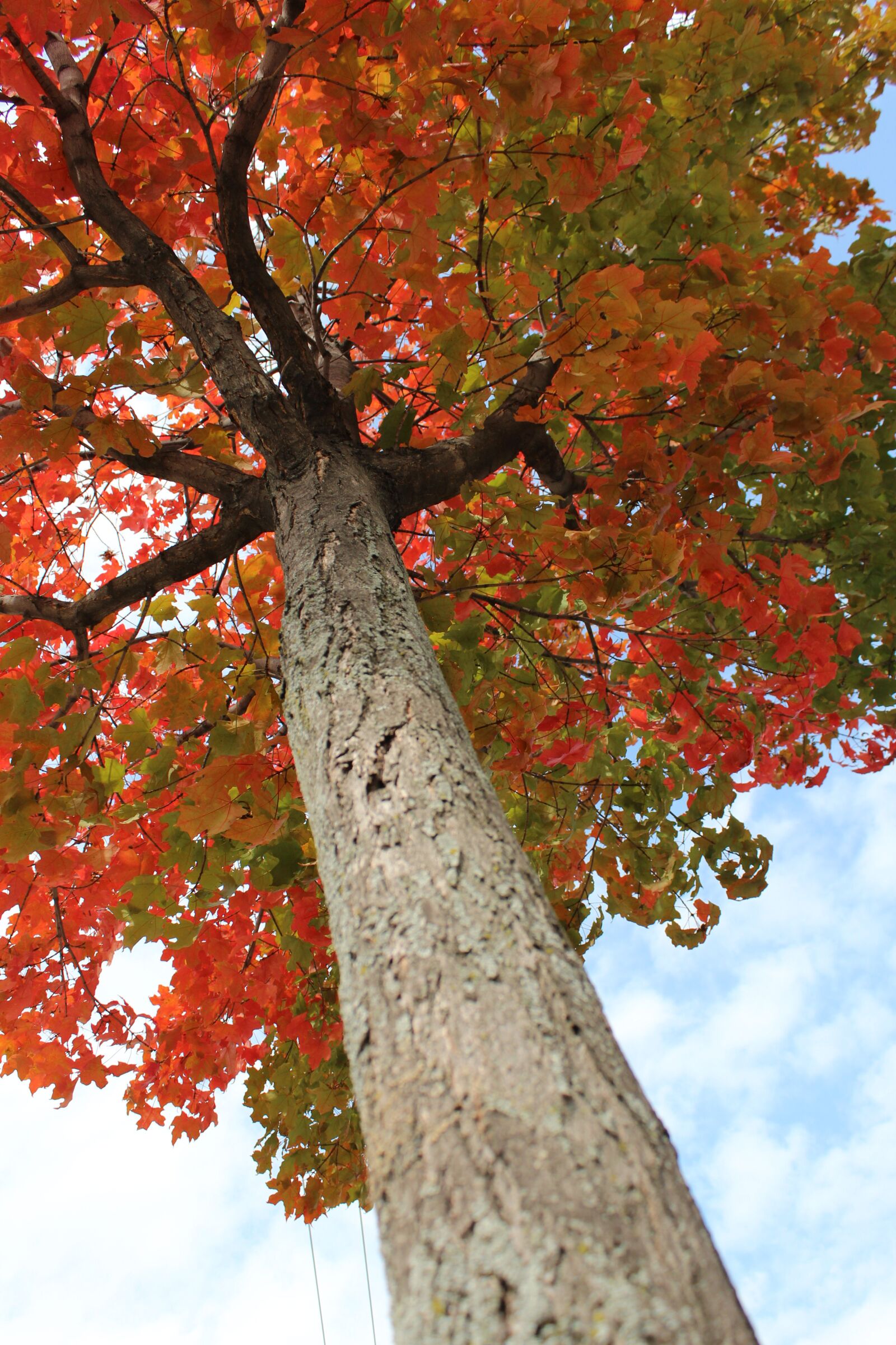 Canon EOS 600D (Rebel EOS T3i / EOS Kiss X5) sample photo. Tree, fall, autumn photography