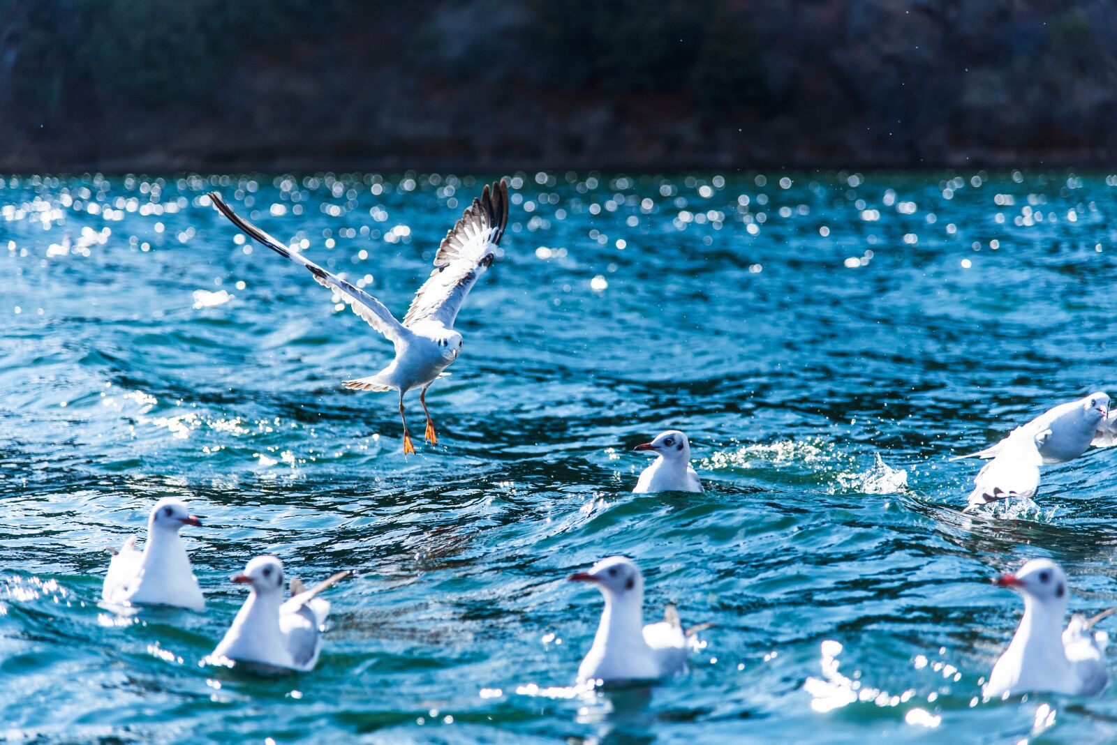 Nikon D750 sample photo. Lugu lake, china, bird photography