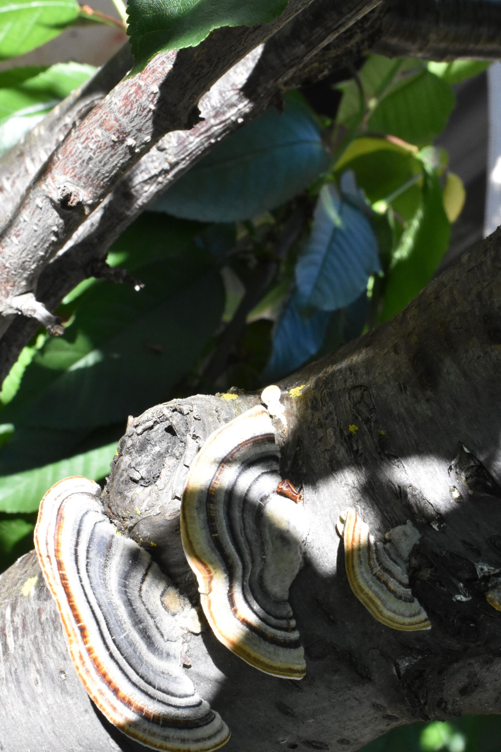 Nikon D3400 sample photo. Polypore, mushroom, fungus photography