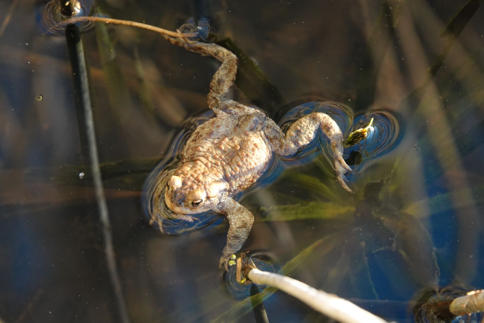 Sony Cyber-shot DSC-RX10 IV sample photo. The frog, spring, nature photography