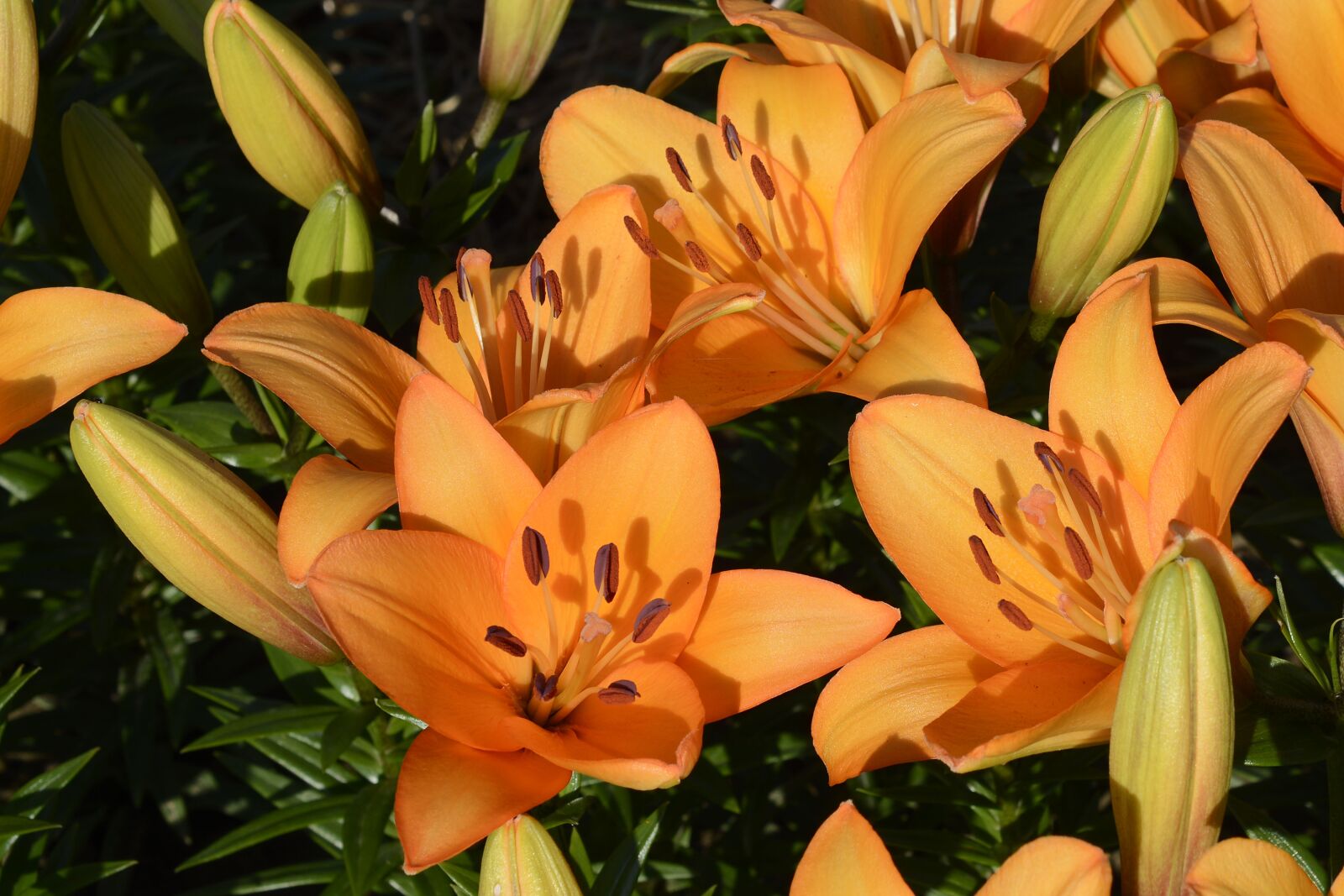 Nikon D7100 sample photo. Lily, blossom, bloom photography