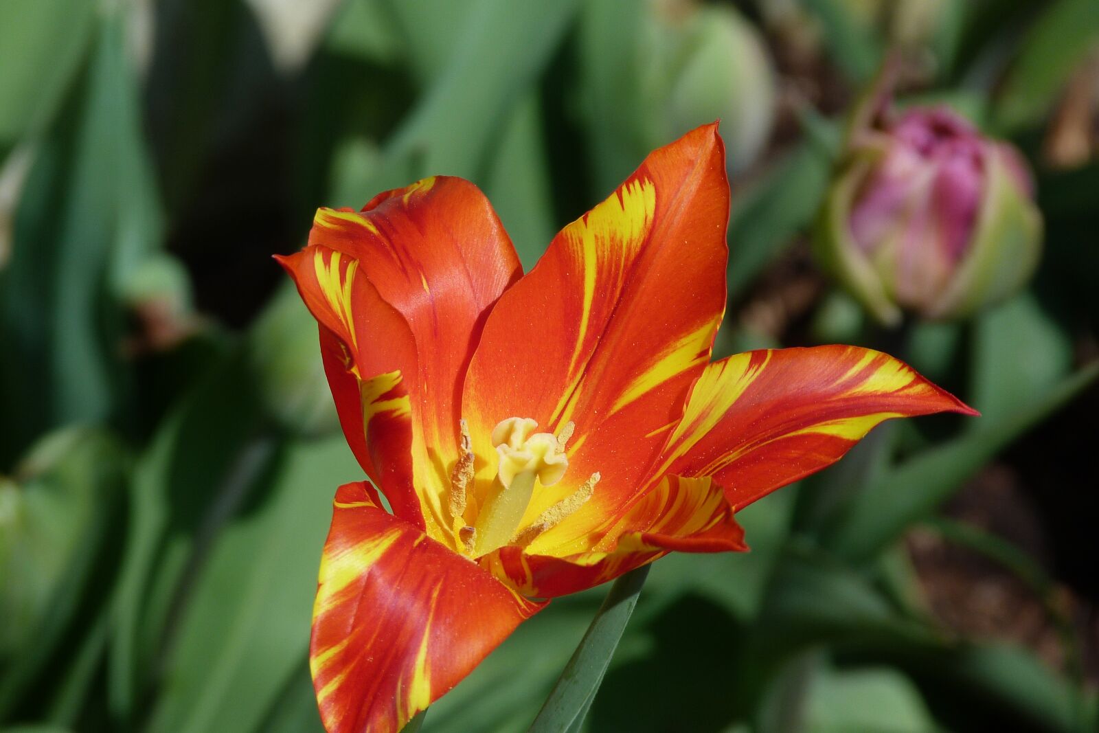 Panasonic Lumix DMC-FZ40 (Lumix DMC-FZ45) sample photo. Tulip, spring, flower photography
