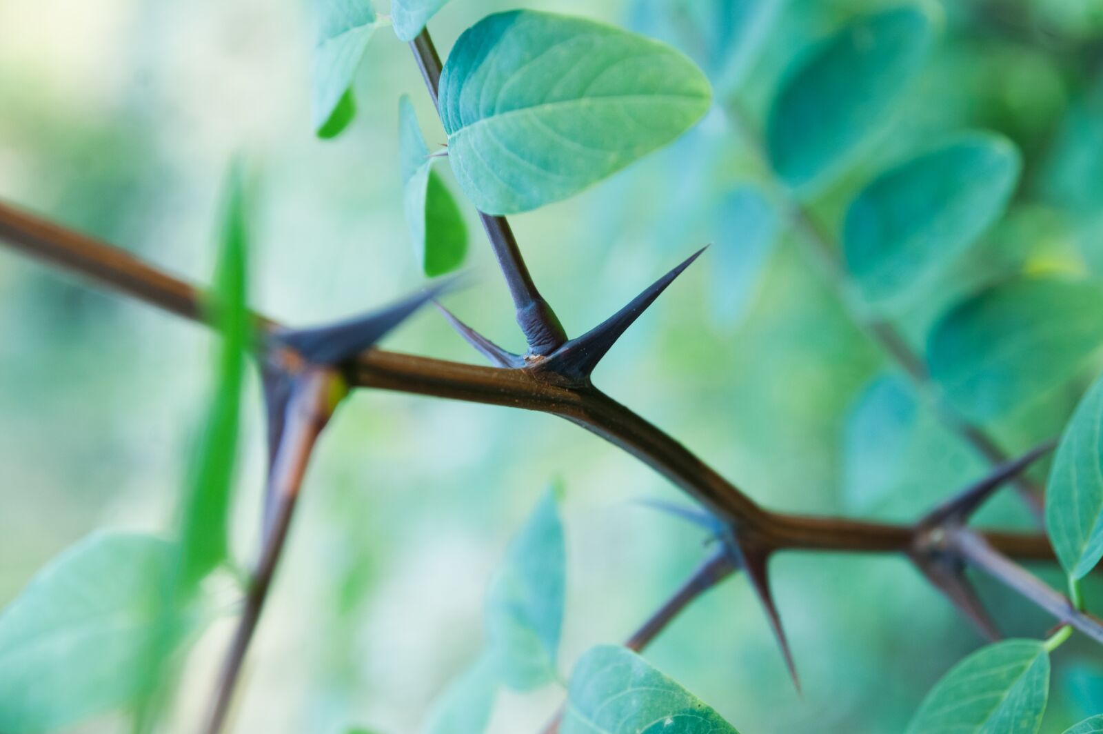 Nikon D40 sample photo. Plant, thorn, quills photography