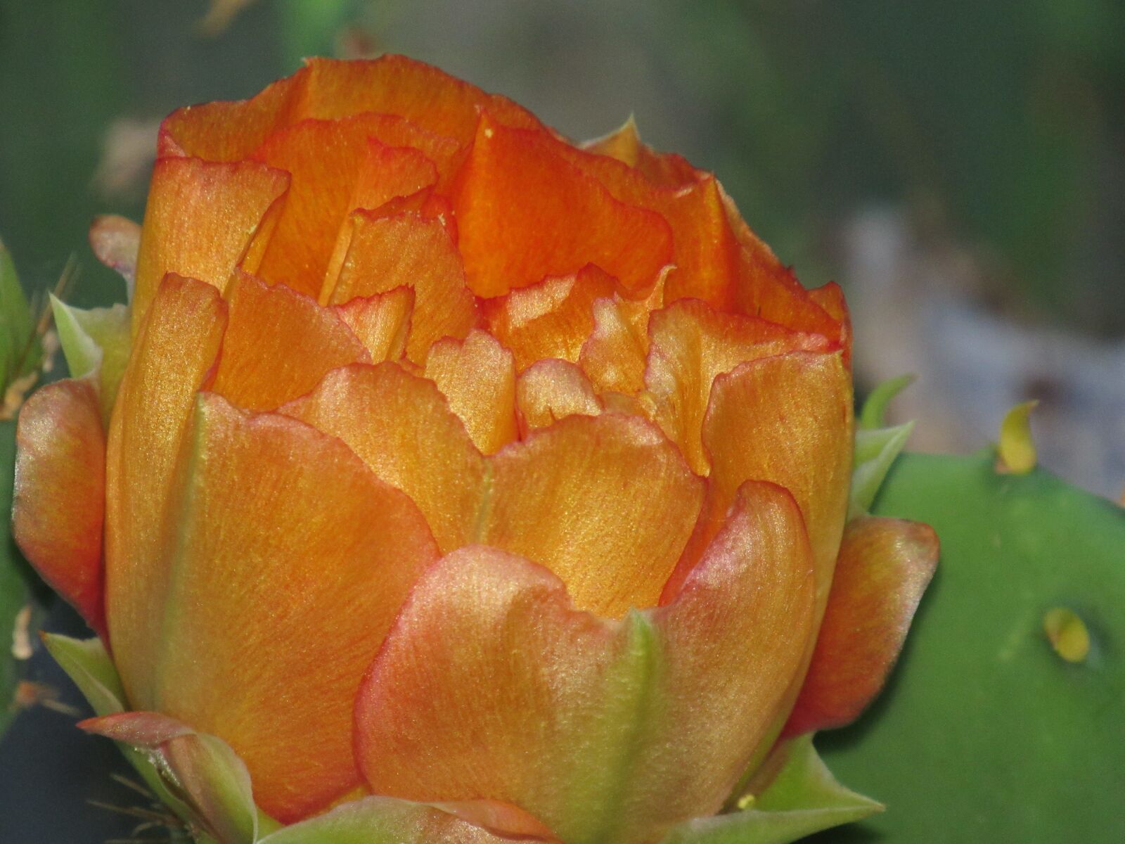 Canon PowerShot SX530 HS sample photo. Cactus flower, orange, floral photography