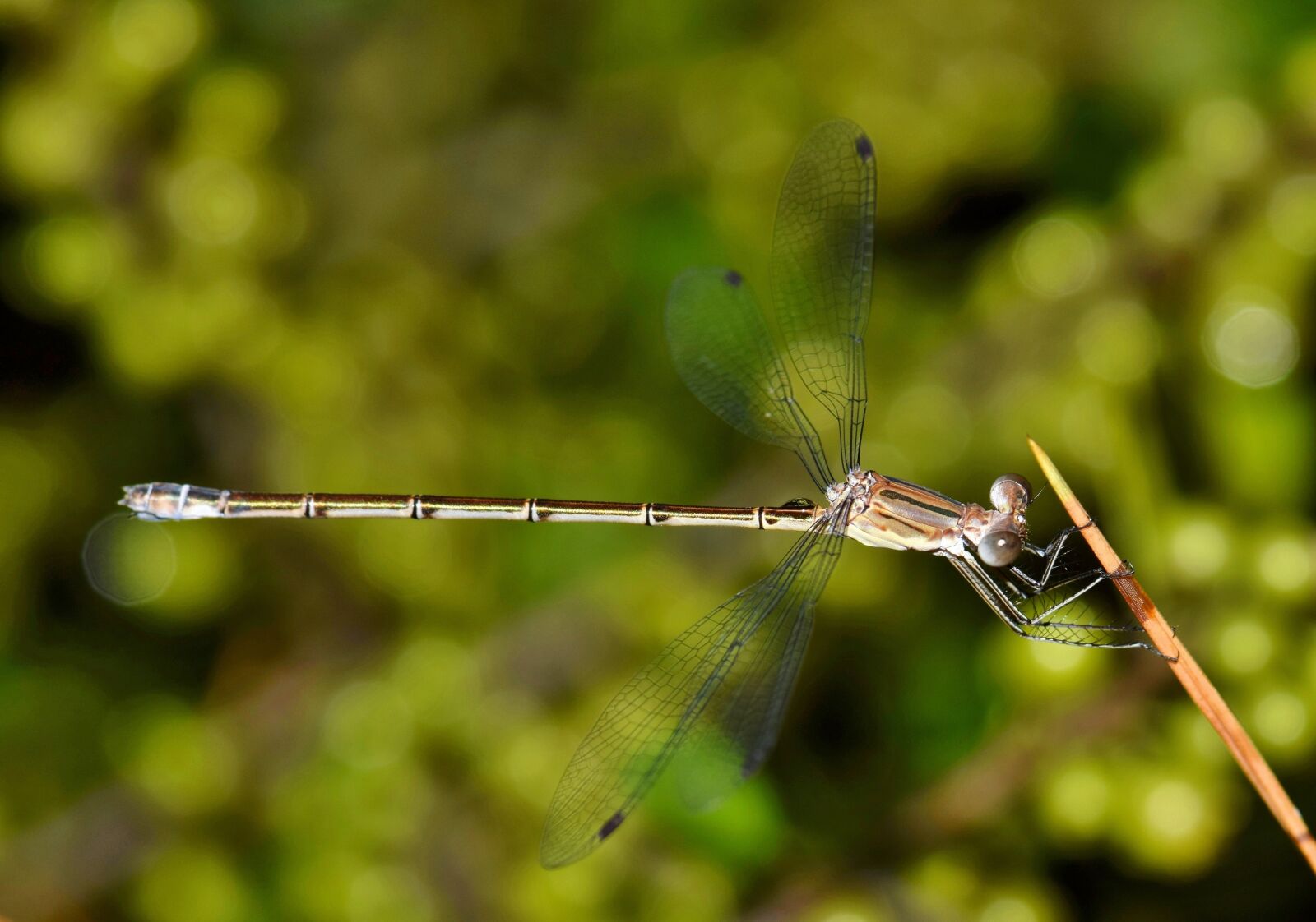 Nikon D5300 sample photo. Damselfly, insect, insectoid photography