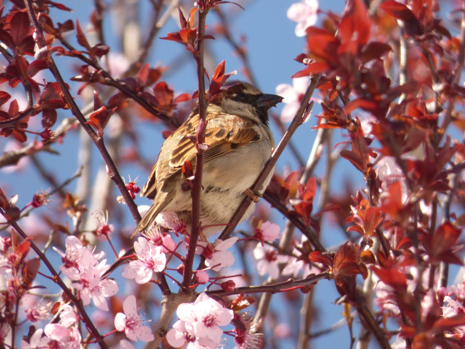 Panasonic DMC-FZ72 sample photo. Sparrow, tree, branch photography
