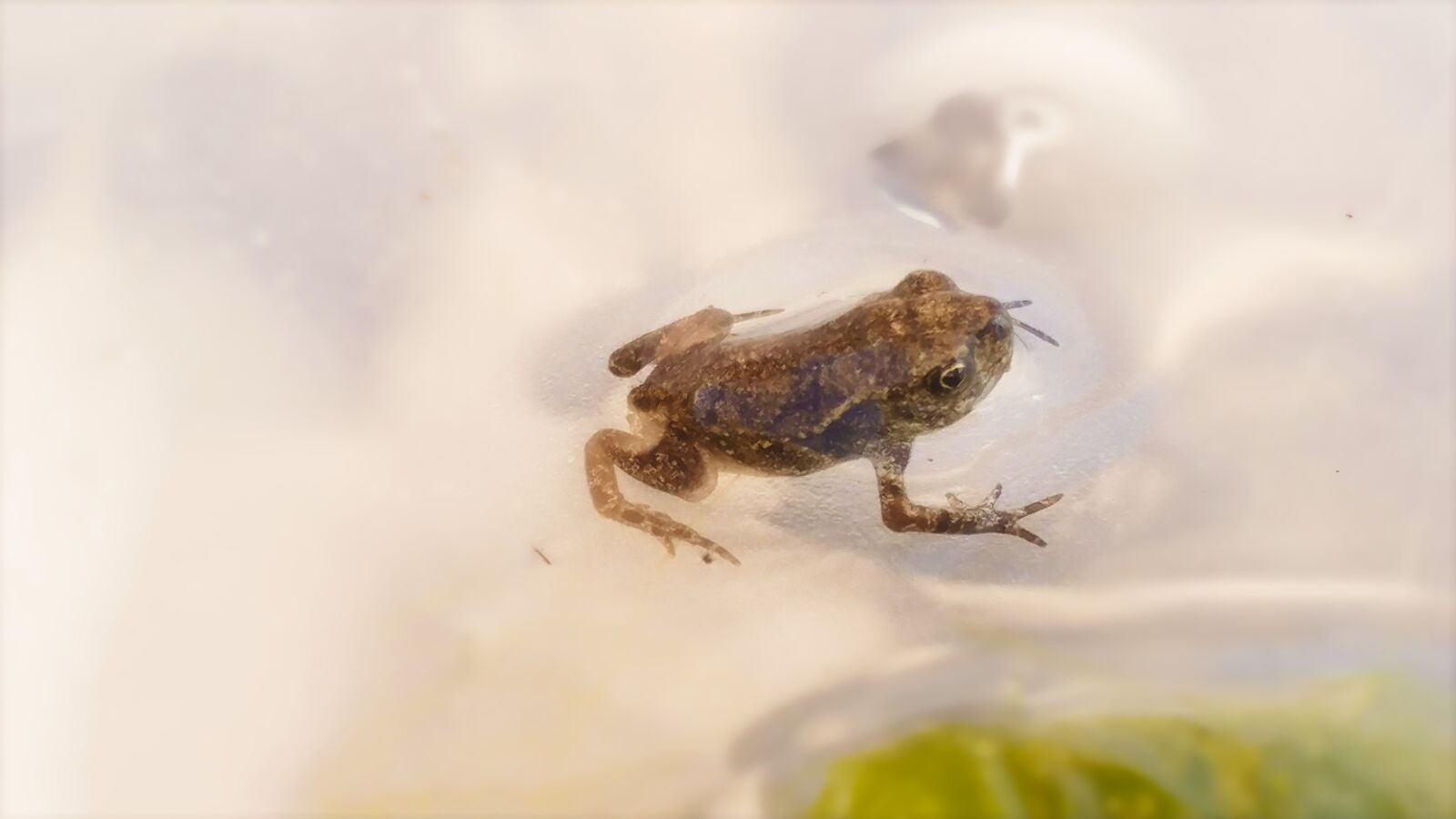 LG V20 sample photo. Frog, toad, amphibians photography