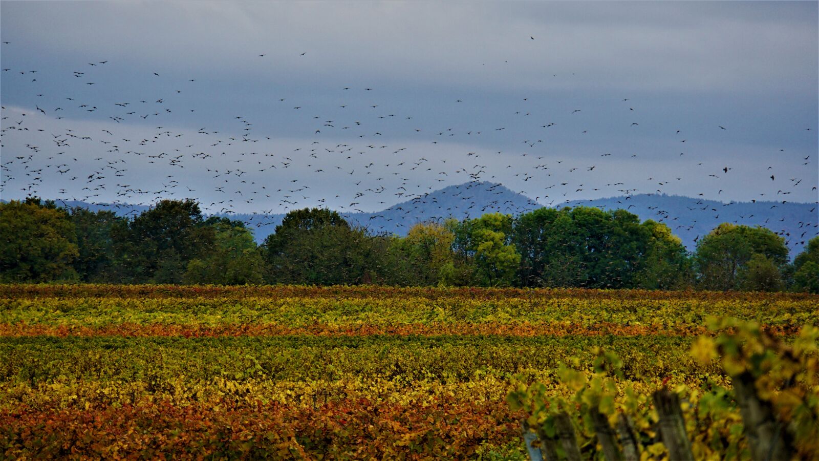 Sony E 18-200mm F3.5-6.3 OSS LE sample photo. Birds, autumn, rainy weather photography