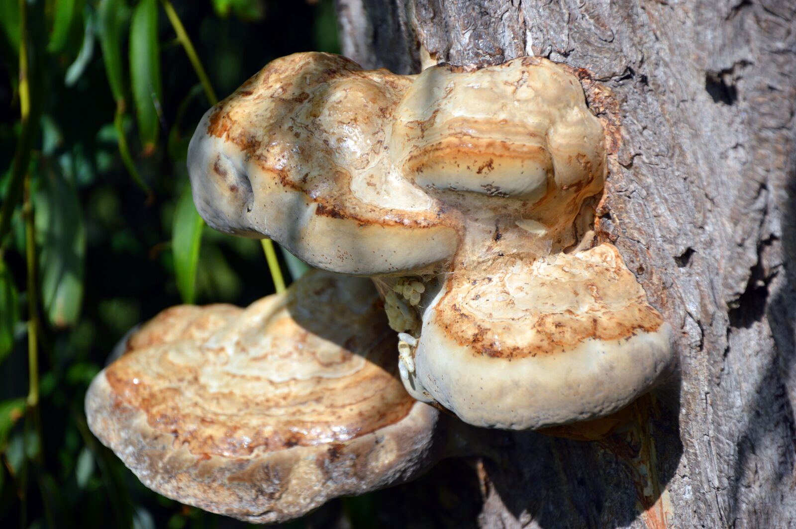 Nikon D3200 sample photo. Mushroom, tree fungus, lignicole photography