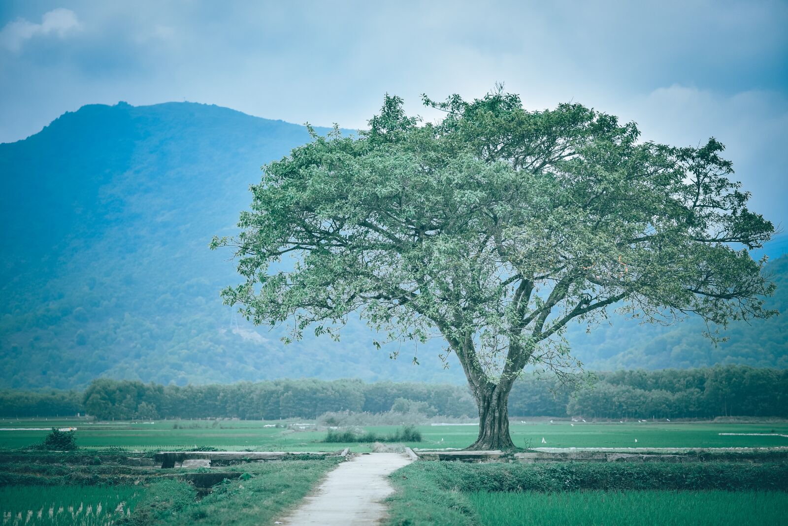 Nikon D750 sample photo. Tree, meadow, flower photography