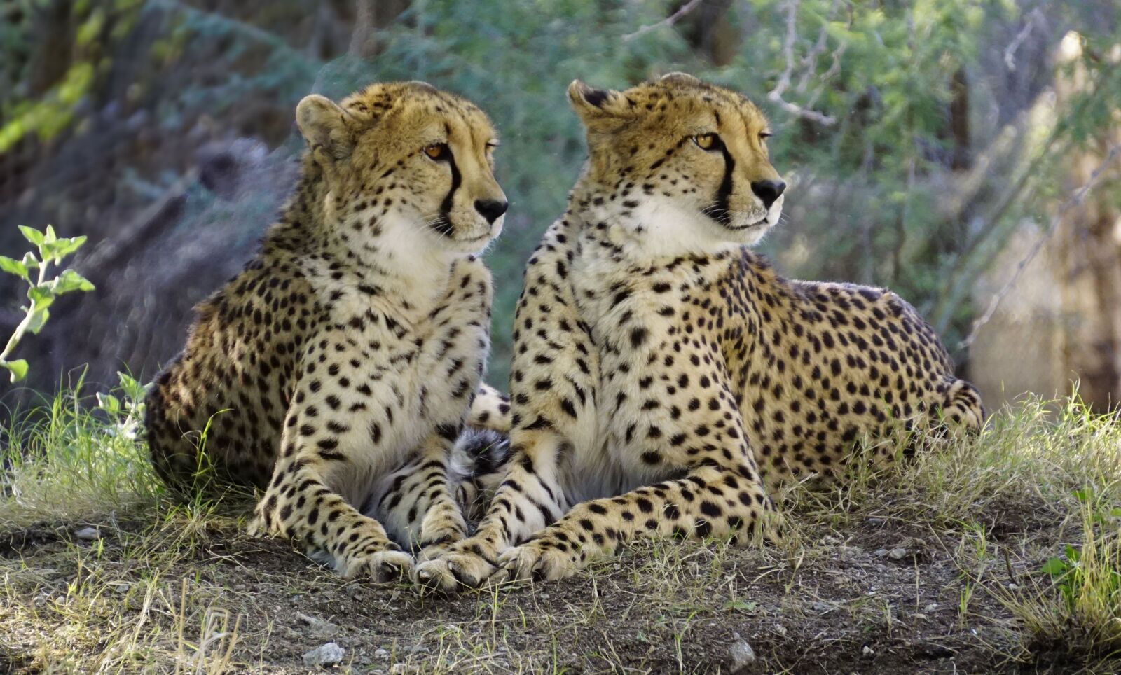 Sony E 55-210mm F4.5-6.3 OSS sample photo. Cheetah, nature, wildlife photography