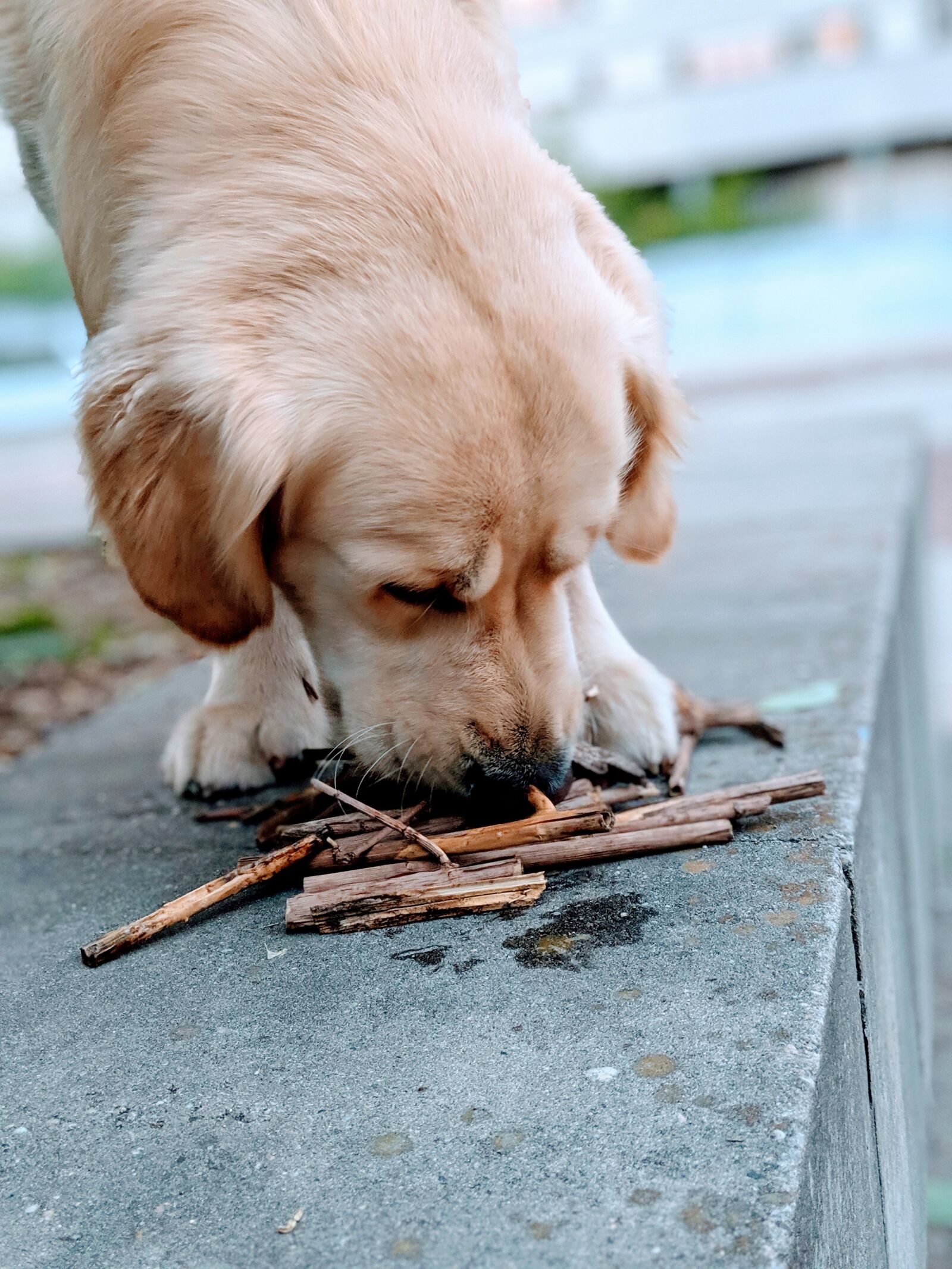 Google Pixel 3 sample photo. Dog, golden retriever, animal photography