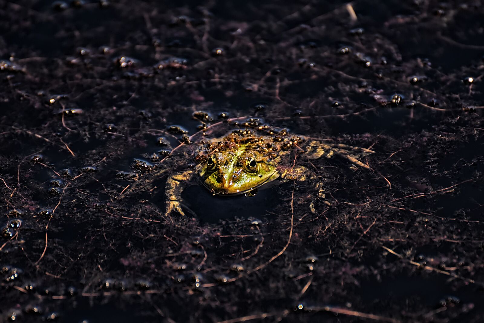 Nikon D7200 sample photo. Frog, pond, animal photography