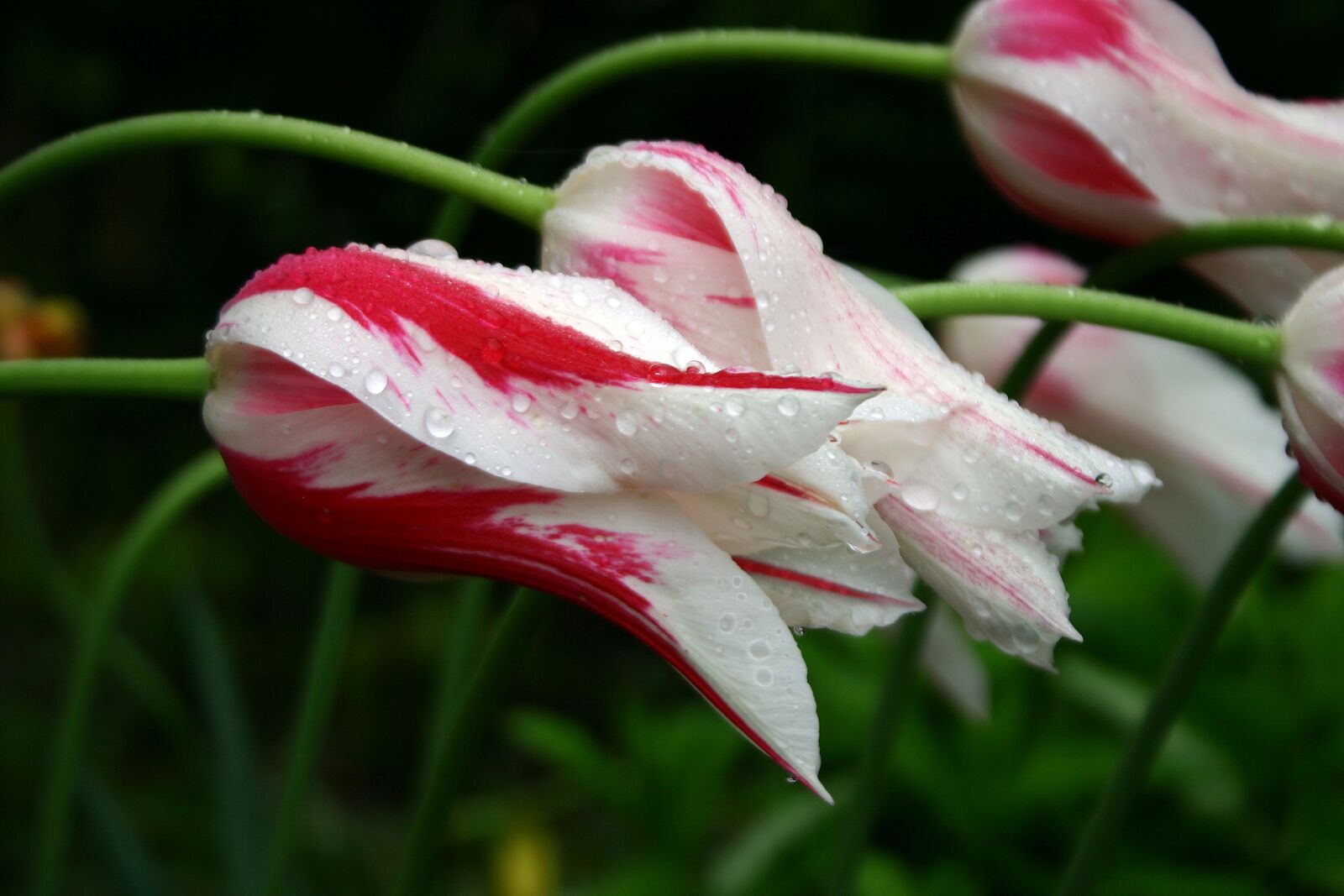 Canon EOS 300D (EOS Digital Rebel / EOS Kiss Digital) sample photo. Tulip, rain, close up photography
