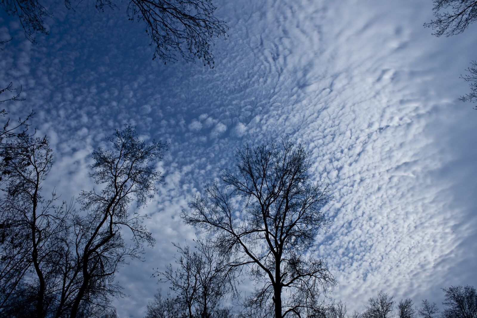 Canon EOS 500D (EOS Rebel T1i / EOS Kiss X3) sample photo. Tree, branch, cloud photography