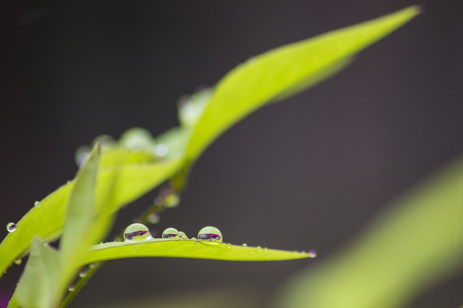 Canon EOS 600D (Rebel EOS T3i / EOS Kiss X5) sample photo. Raindrops, leaf, plant photography