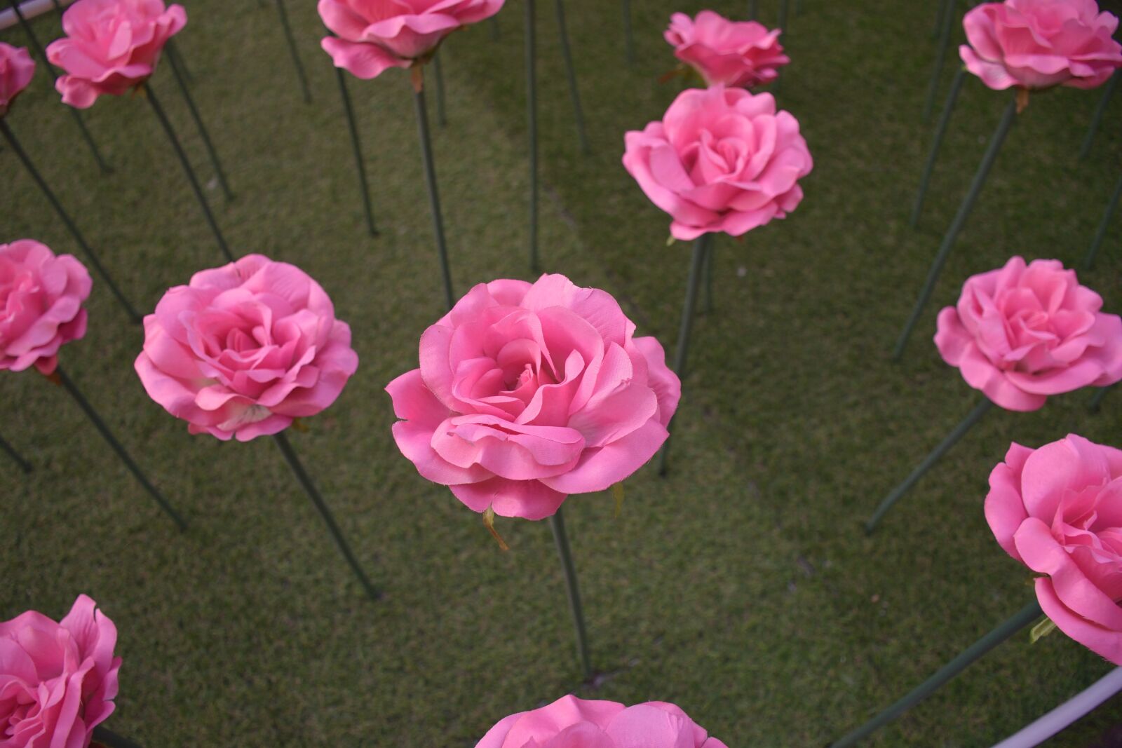 Nikon D5300 sample photo. Roses, plant, beijing photography