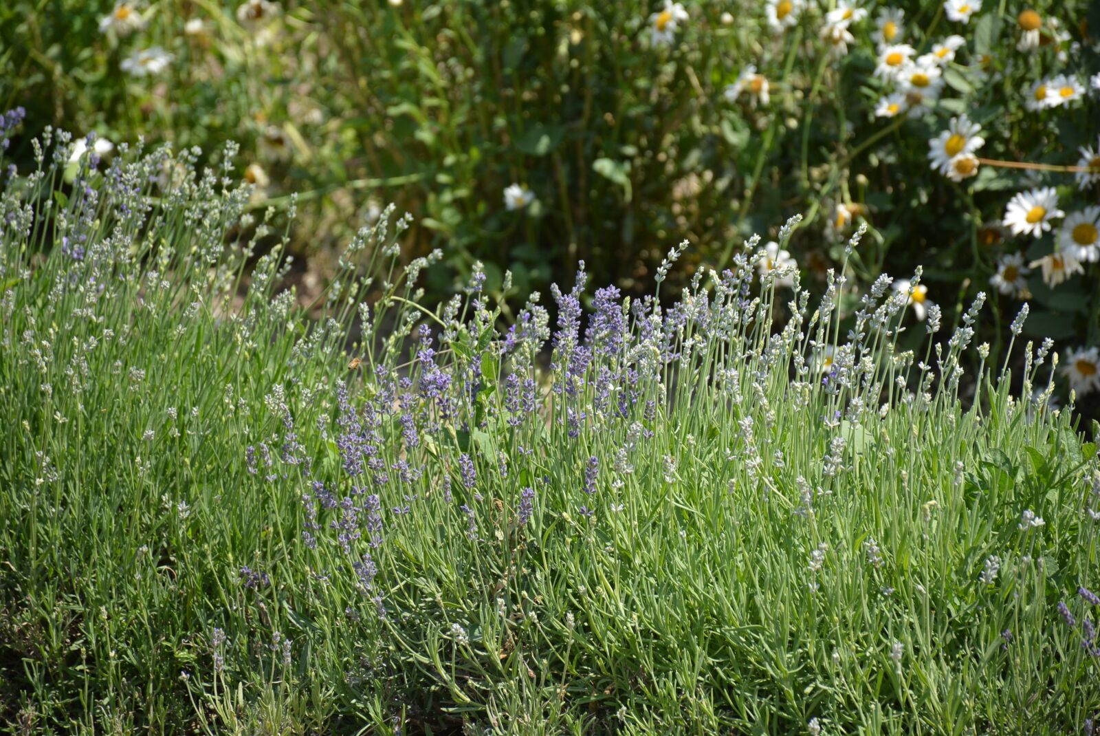 Nikon D5200 sample photo. Essential oils, lavender, farm photography
