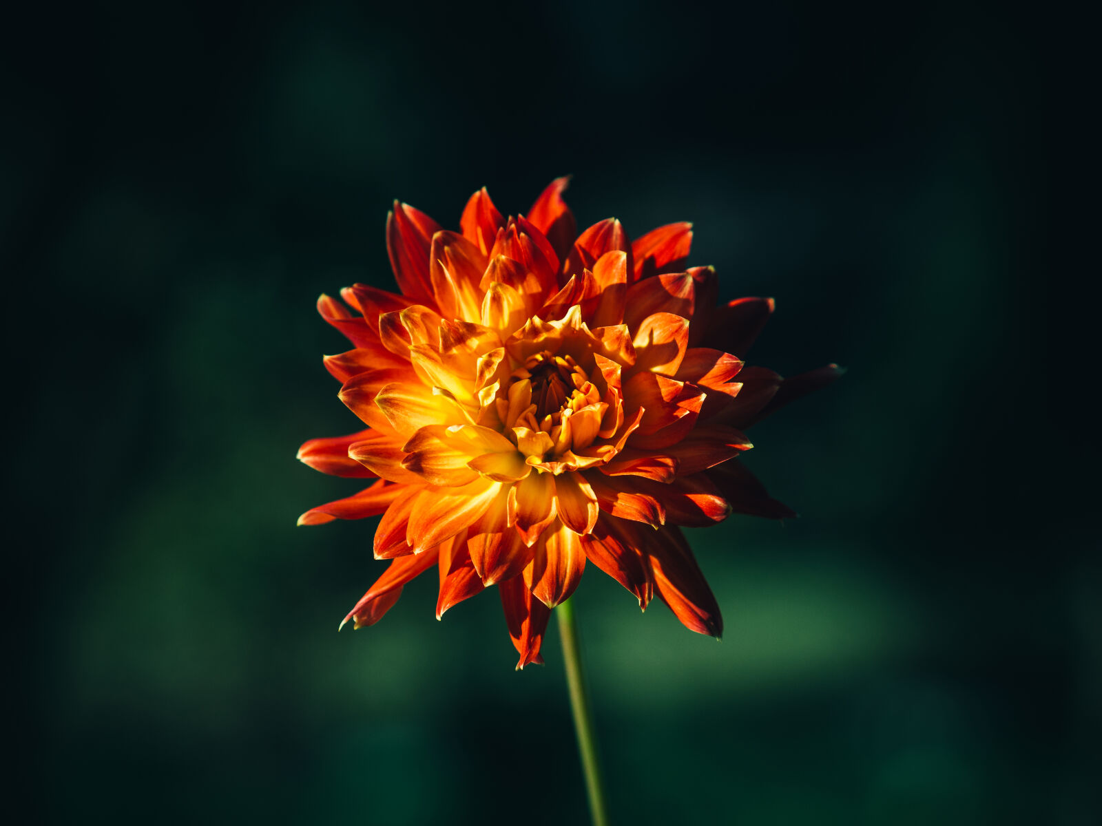 Olympus OM-D E-M5 sample photo. Nature, plant, orange, flower photography