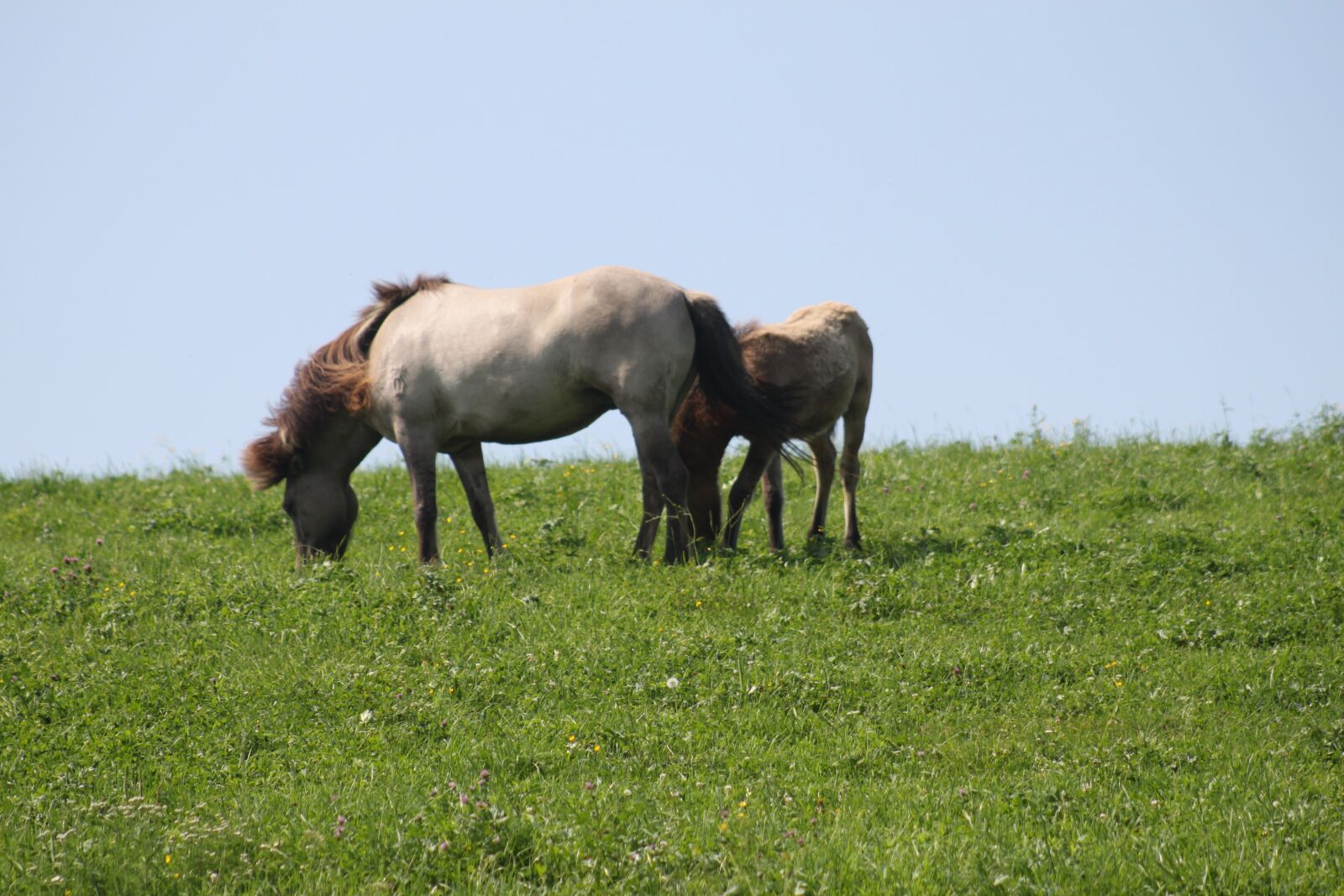 Canon EOS 500D (EOS Rebel T1i / EOS Kiss X3) sample photo. Horse, animal, nature photography