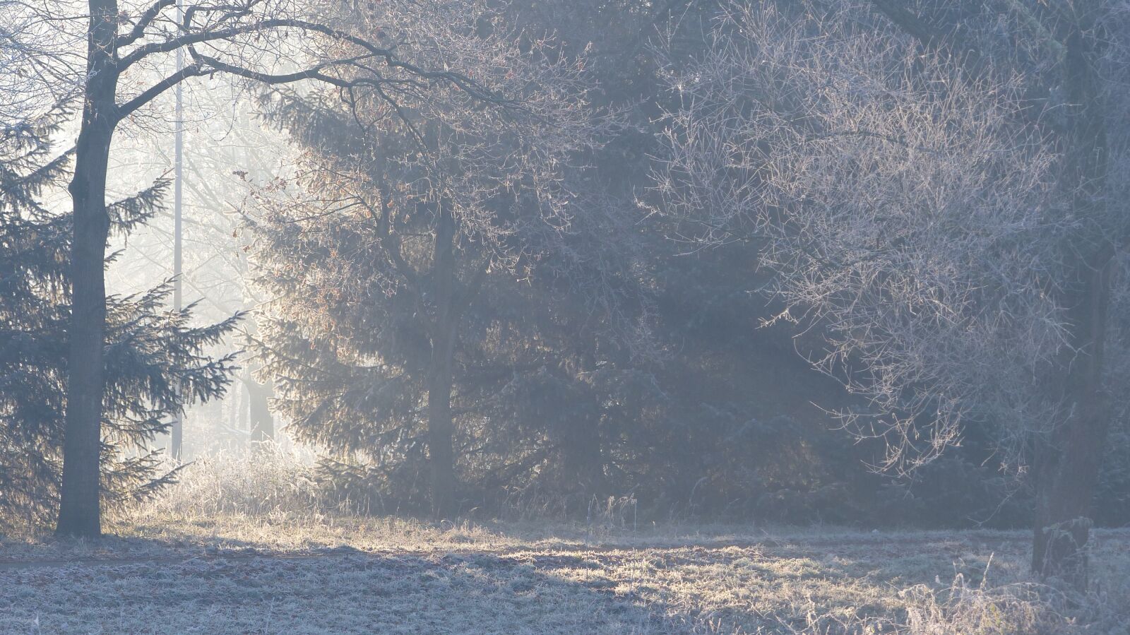 Panasonic Lumix DMC-FZ200 sample photo. Forest, frost, fog photography