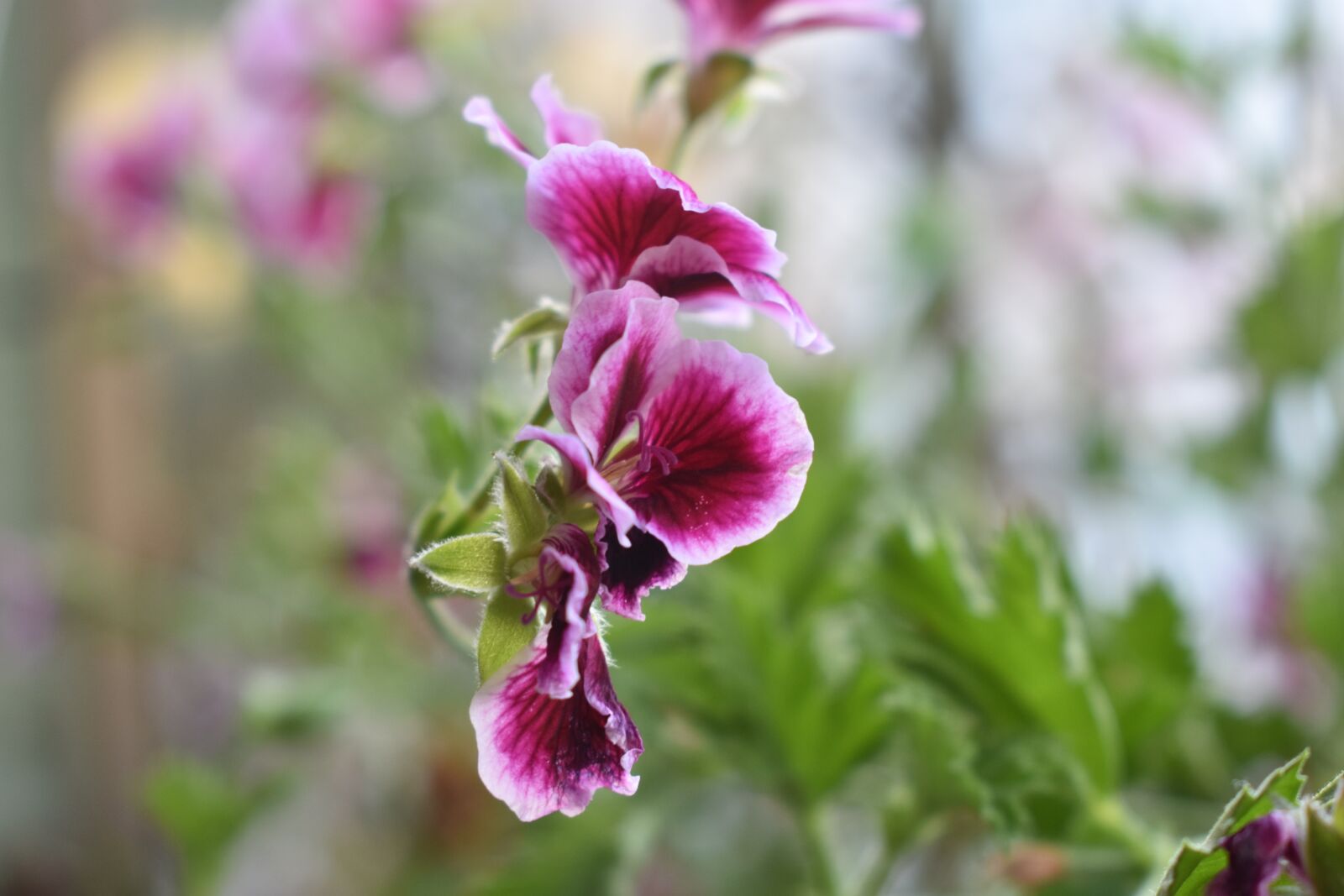 Nikon D3400 sample photo. Beautiful, garden, spring photography