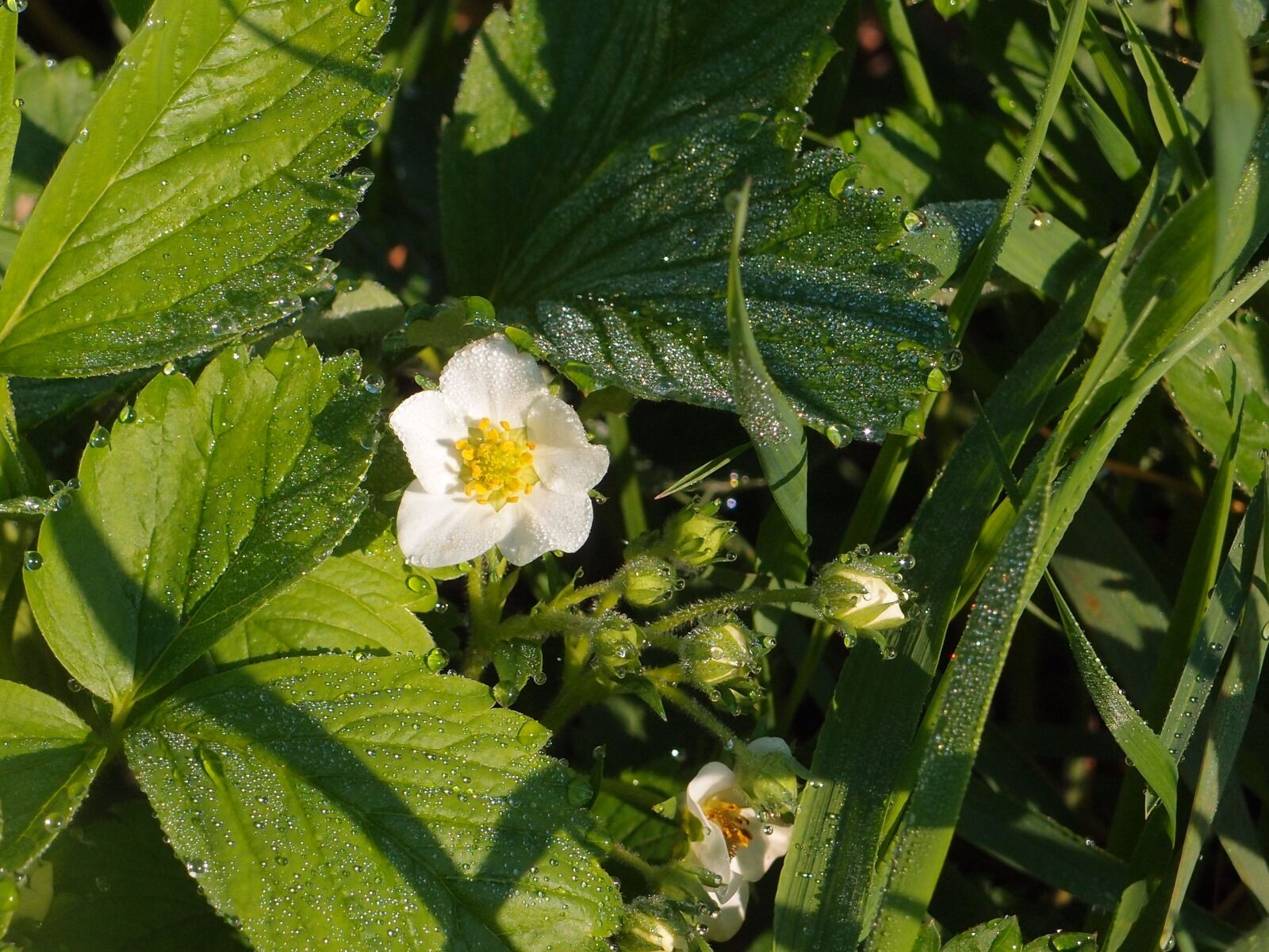 Olympus XZ-1 sample photo. Flowers, rosa, strawberry photography