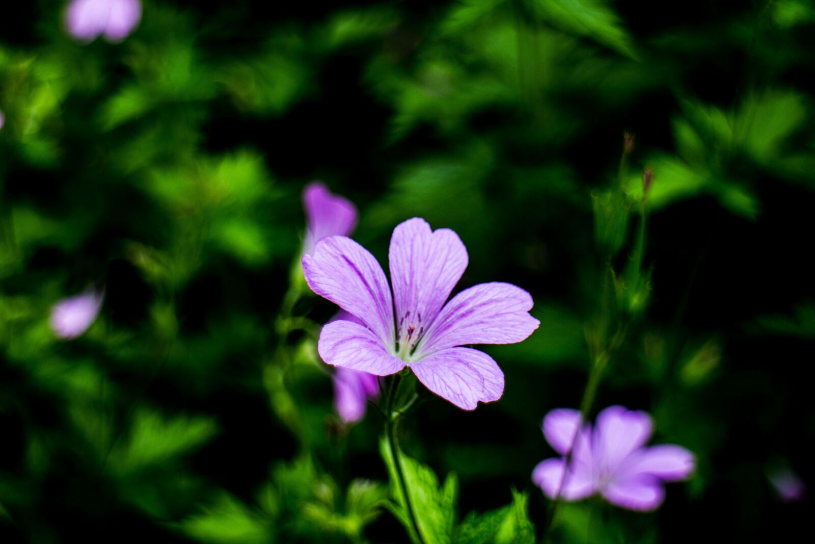 Canon EOS M sample photo. Flower, nature, pink photography