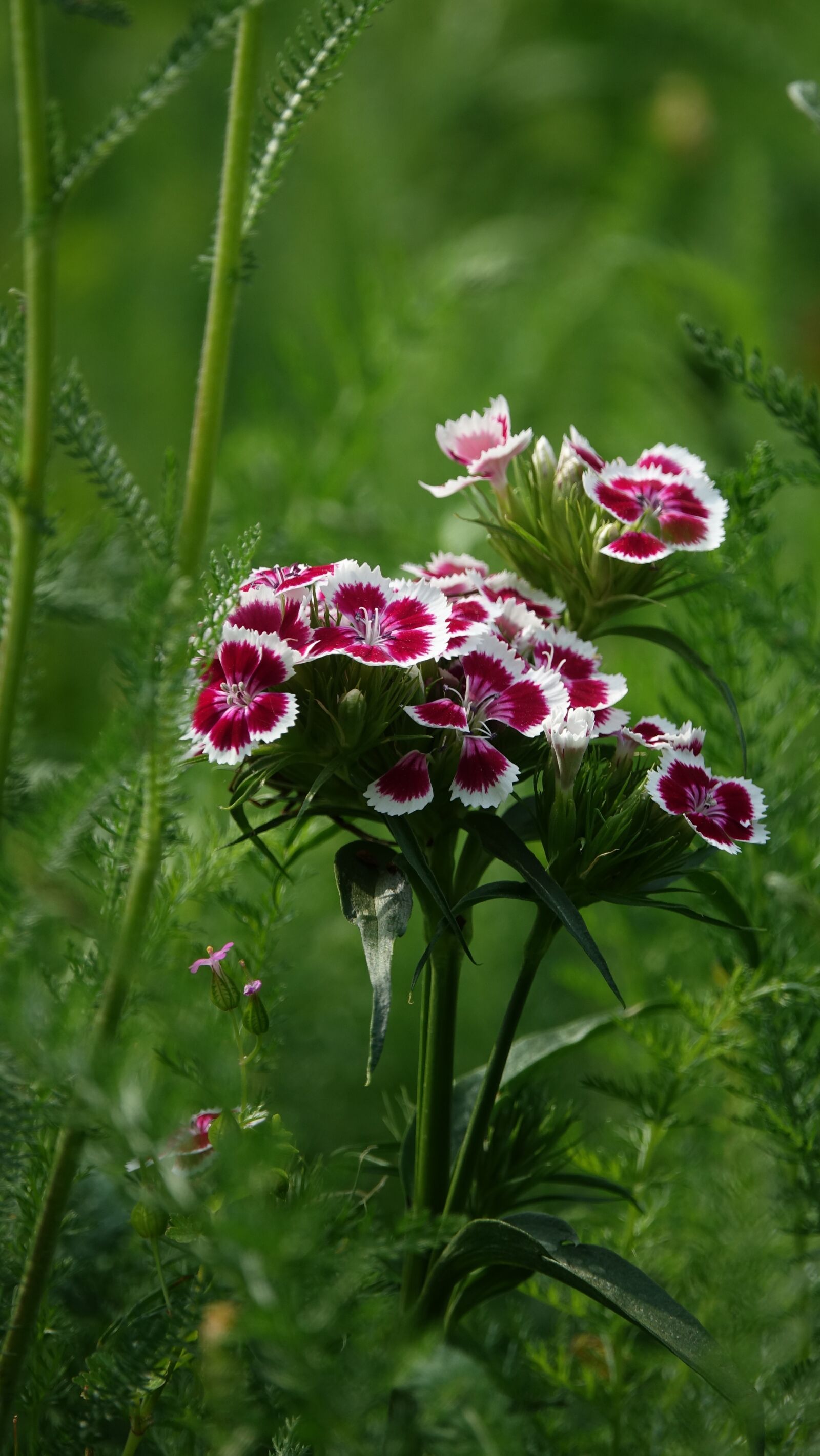 Sony Cyber-shot DSC-RX10 III sample photo. Eyelet, garden, nature photography