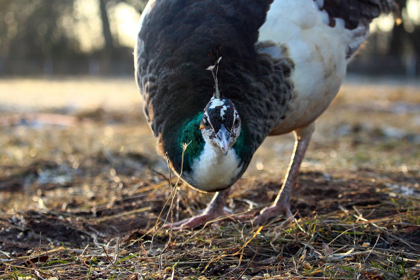 Canon EOS 100D (EOS Rebel SL1 / EOS Kiss X7) sample photo. Bird, hen, peacock photography