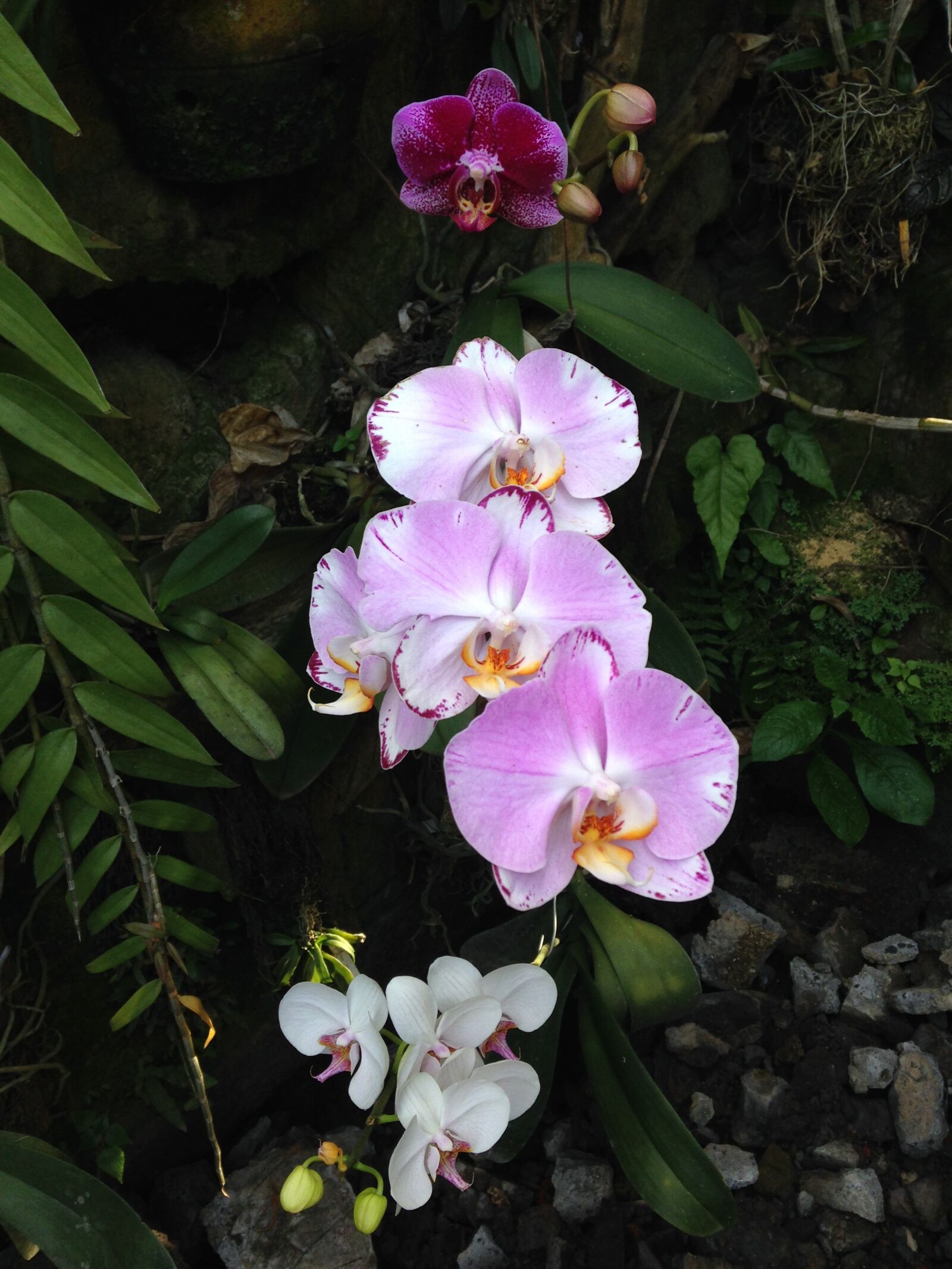 iPhone 5c back camera 4.12mm f/2.4 sample photo. Hybrid orchid, flower, floral photography