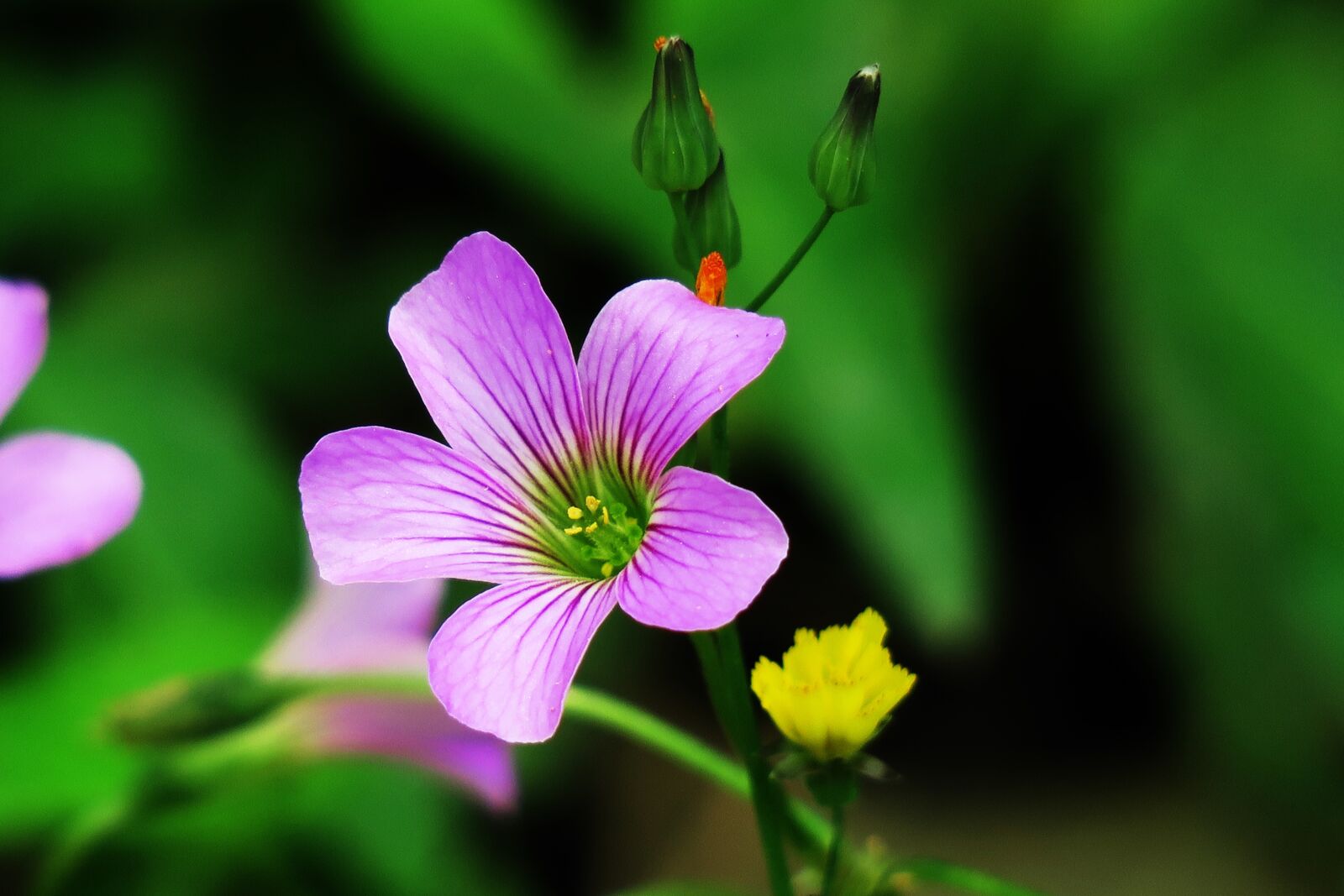 Canon PowerShot G3 X sample photo. Shamrock, hong kong, clover photography