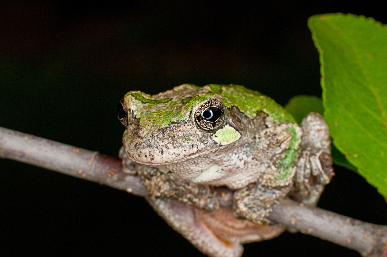 Nikon D300 sample photo. Frog, amphibian, nature photography