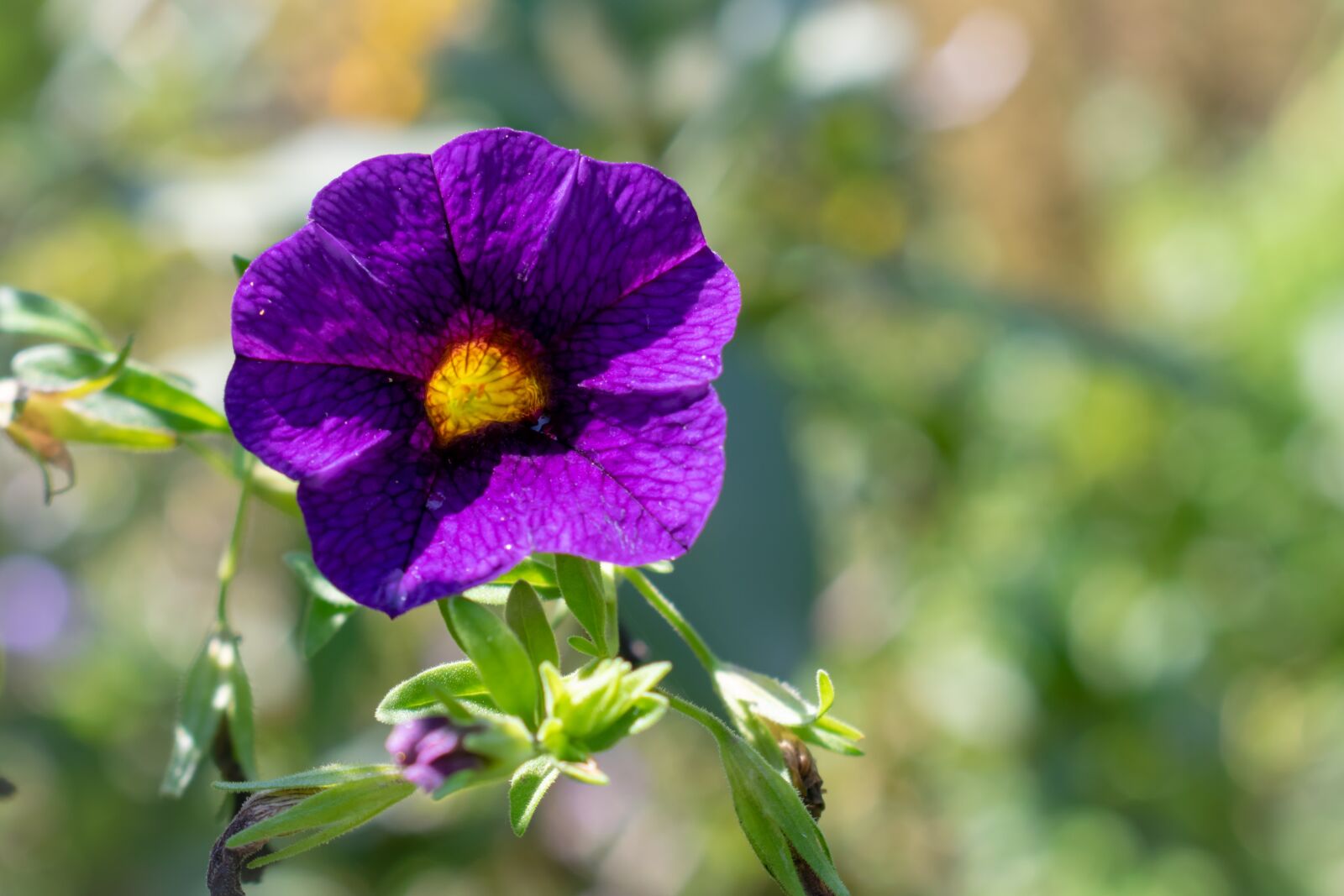 Nikon D3300 sample photo. Flower, nature, garden photography