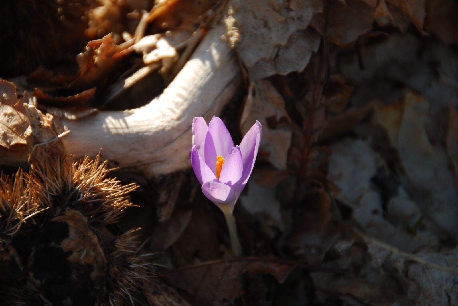 Nikon D80 sample photo. Crocus, flower, bloom photography