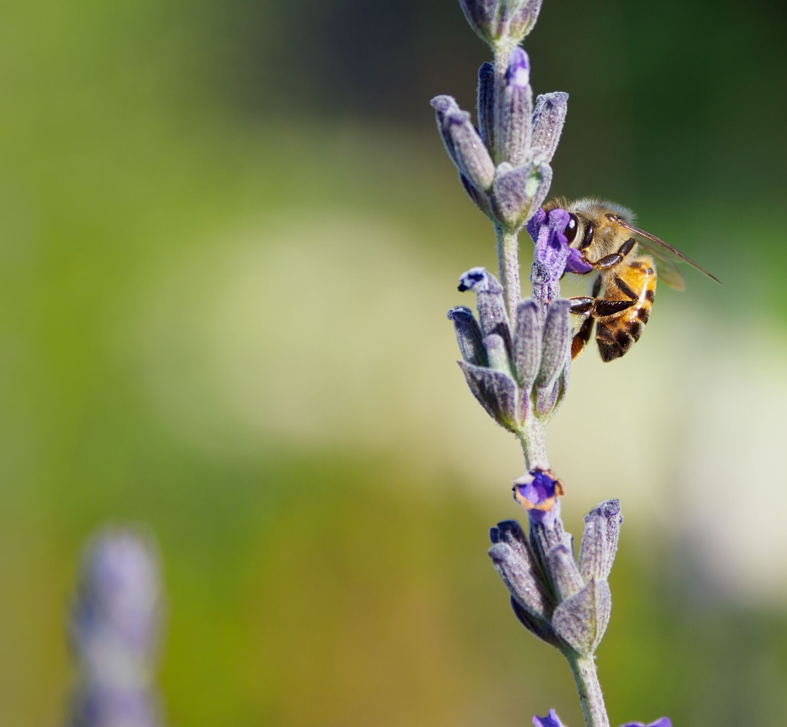 Olympus M.Zuiko Digital ED 12-100mm F4.0 IS Pro sample photo. Honey bee on lavender photography