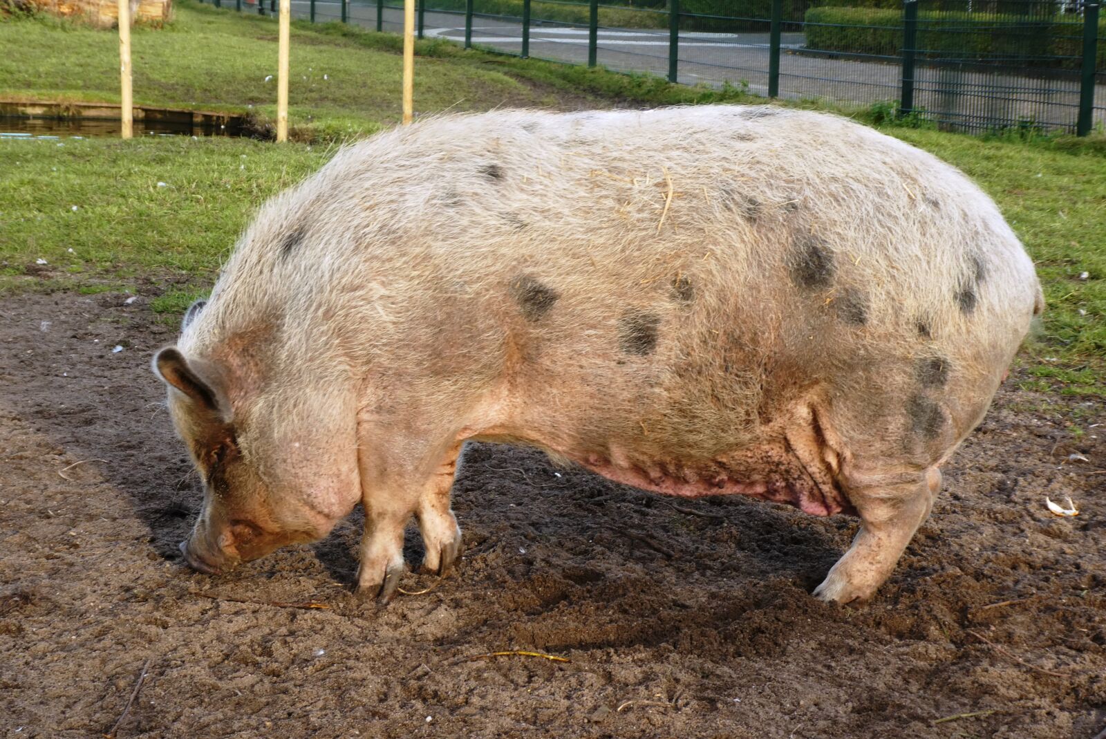 Panasonic Lumix DC-ZS70 (Lumix DC-TZ90) sample photo. Potbellied pig, pig, breed photography