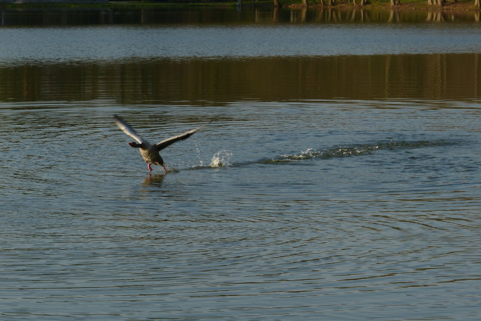 Panasonic Lumix DMC-FZ150 sample photo. Lake, fight, water photography