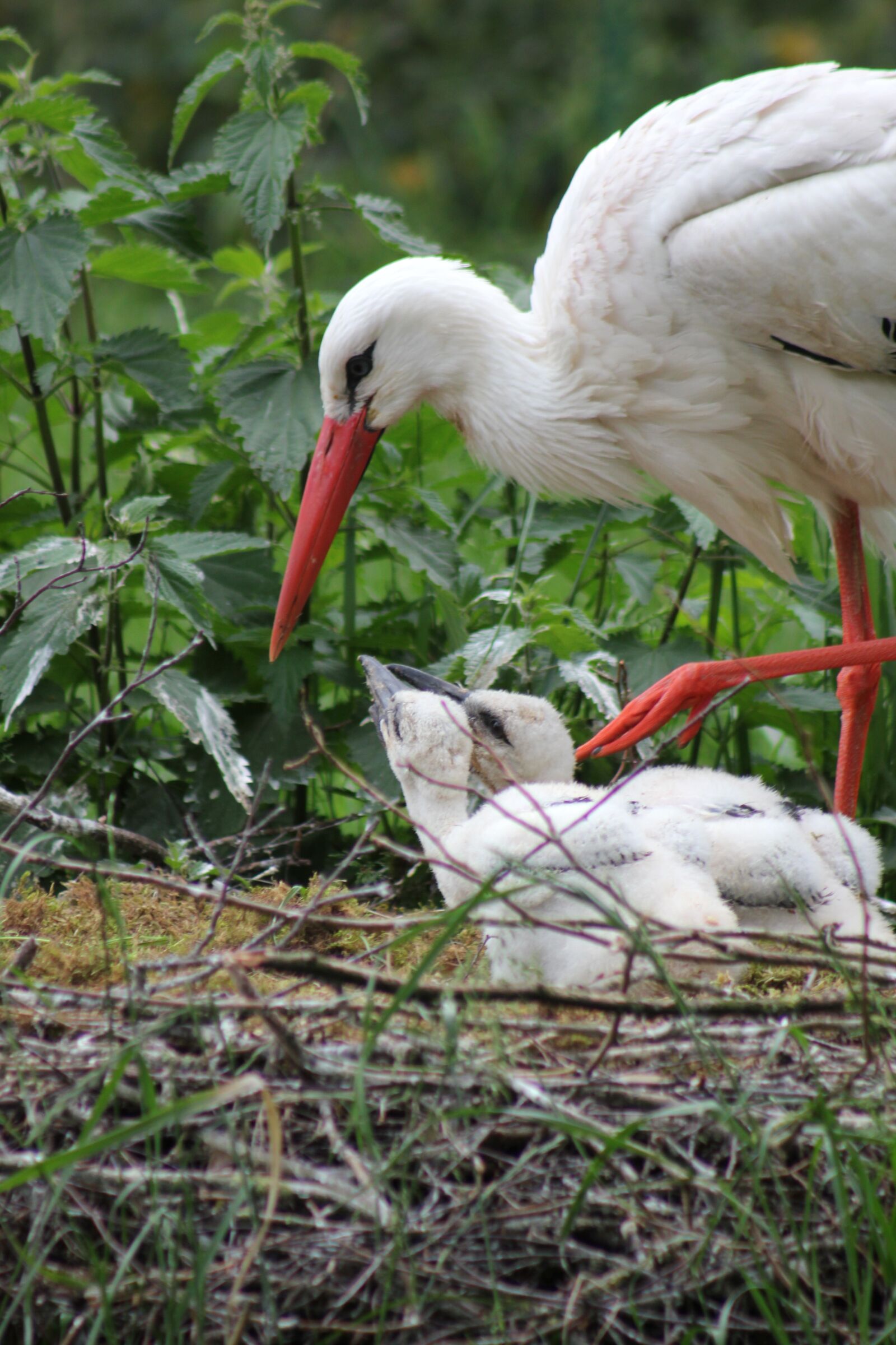 Canon EOS 550D (EOS Rebel T2i / EOS Kiss X4) sample photo. Stork, white stork, animal photography